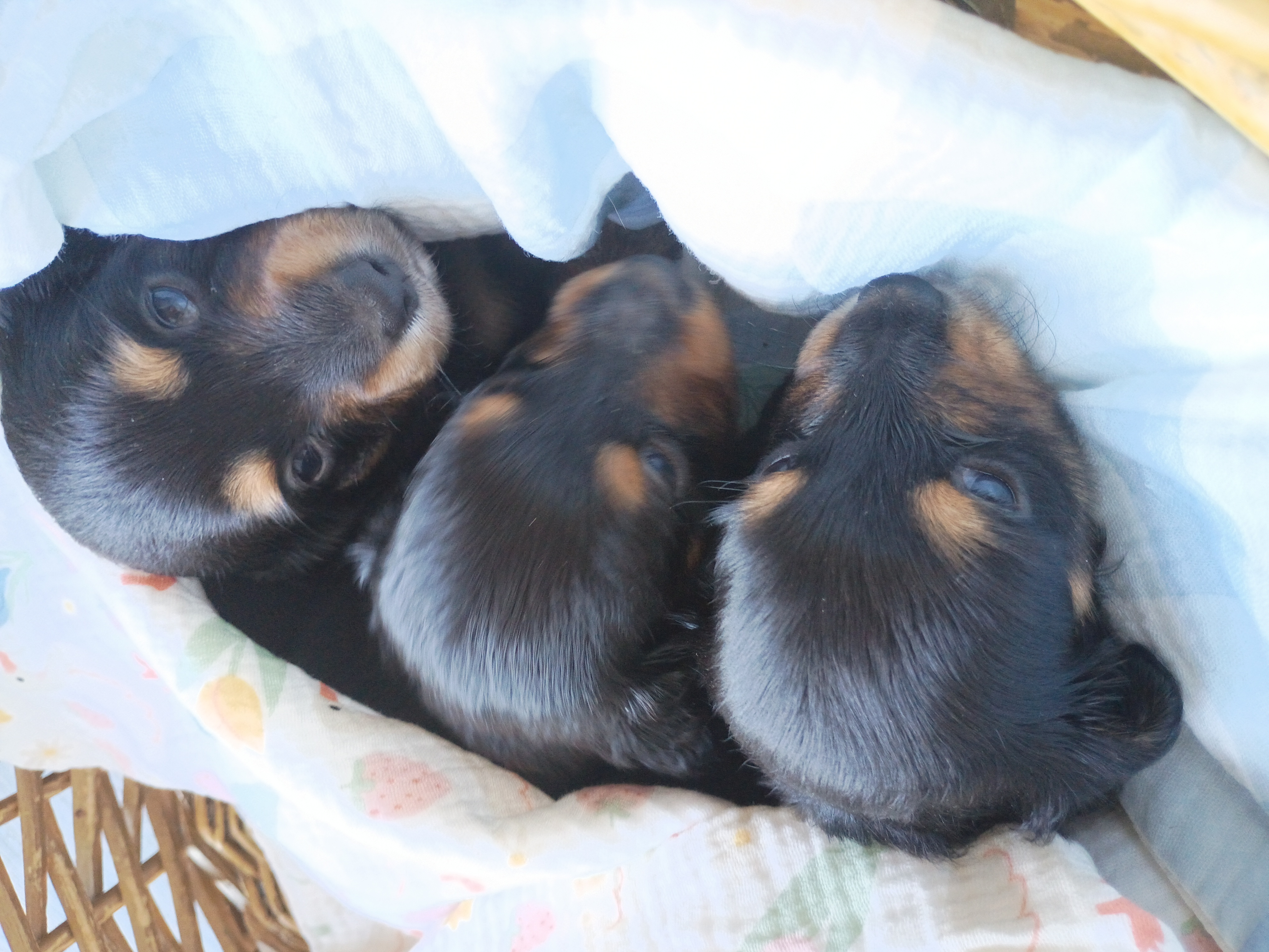 Miniature Dachshunds image 2