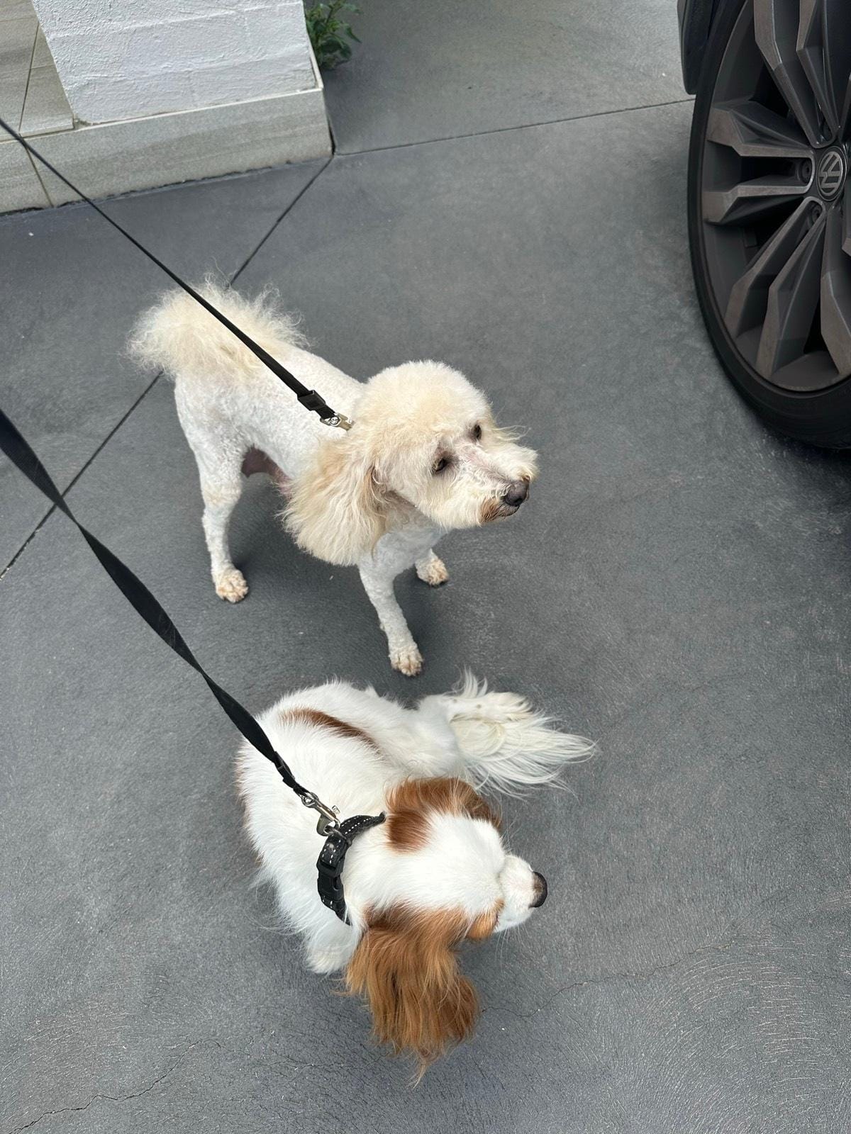 Mini Caboodle Puppies image 3