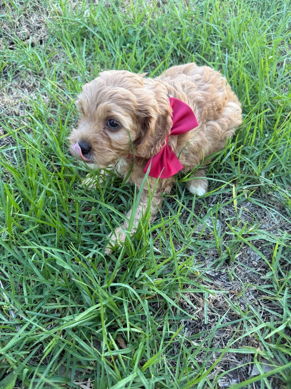 Mini Caboodle Puppies image 1