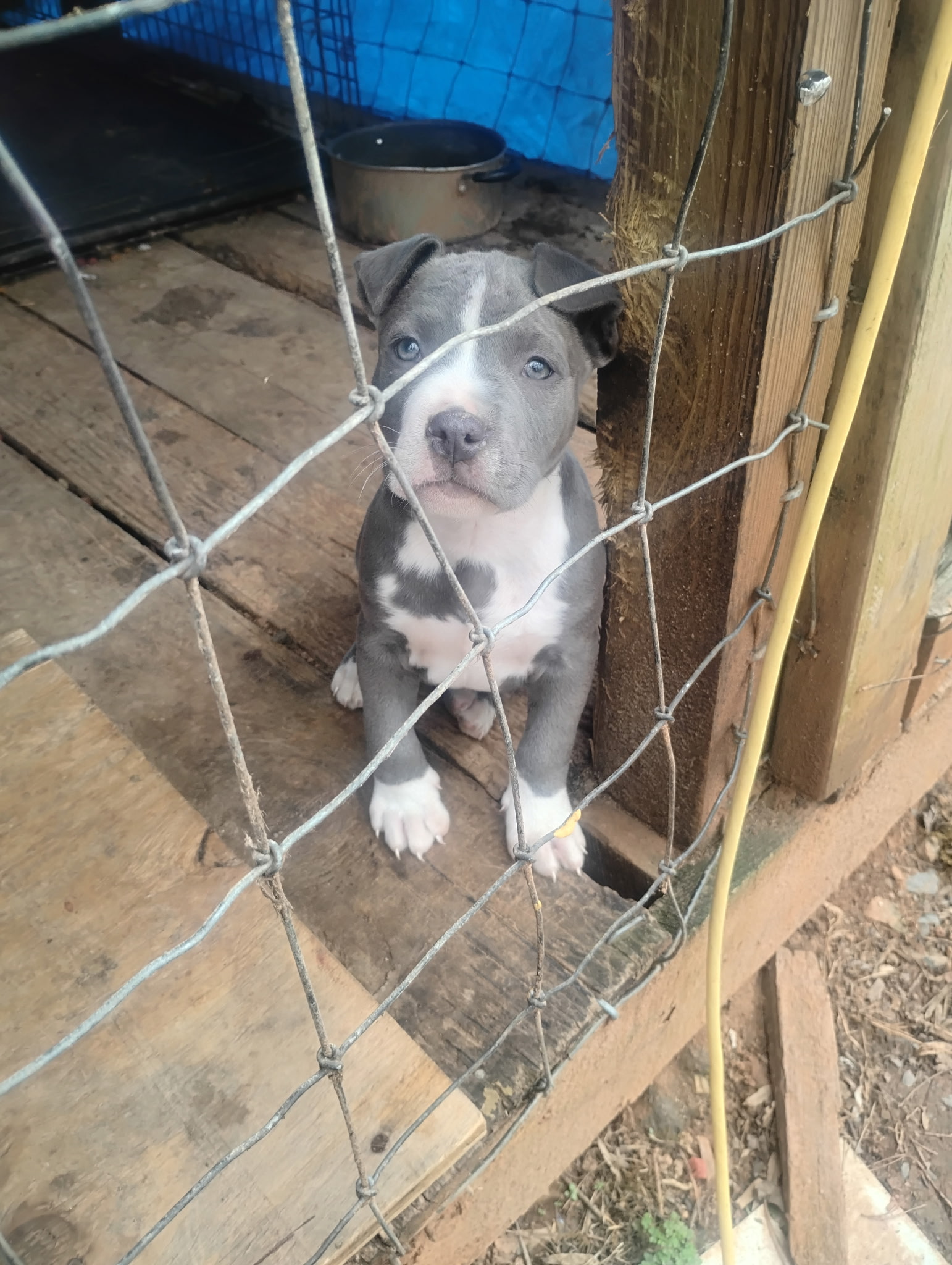 Bully pitbull image 2