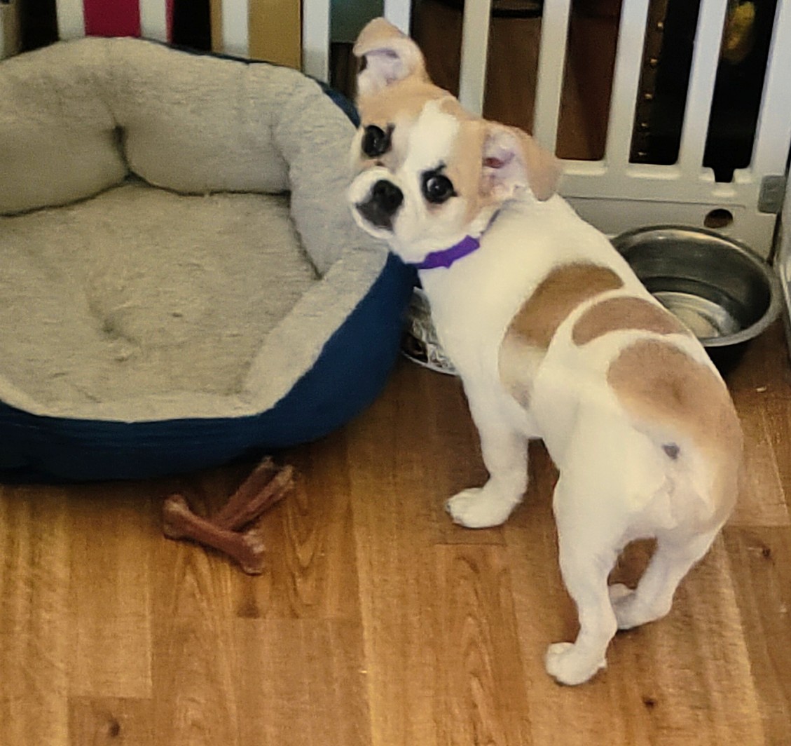 Female Chihuahua/Japanese Chin Puppy image 3