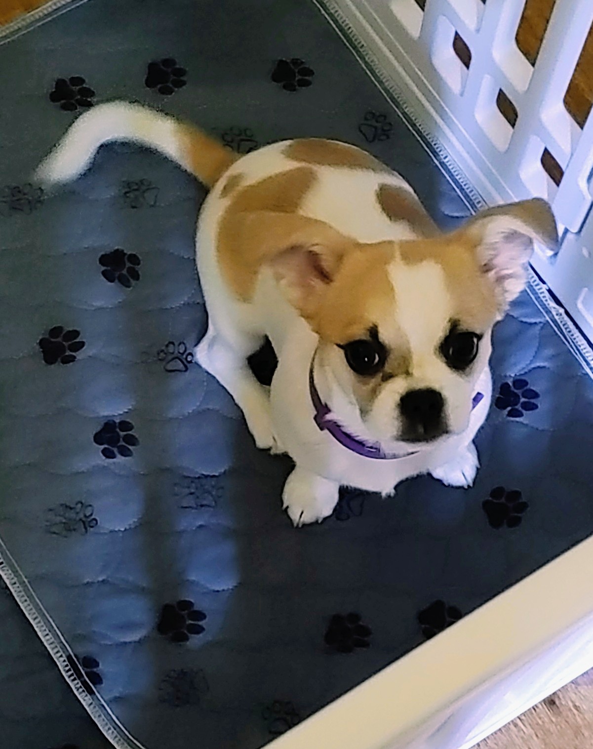 Female Chihuahua/Japanese Chin Puppy image 2