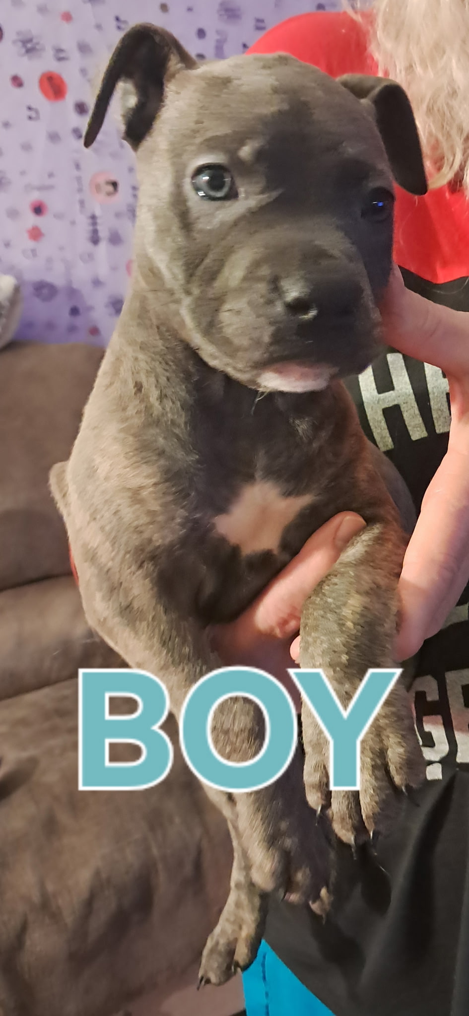 2 Male American Bully/Blue nose Pitbull image 3