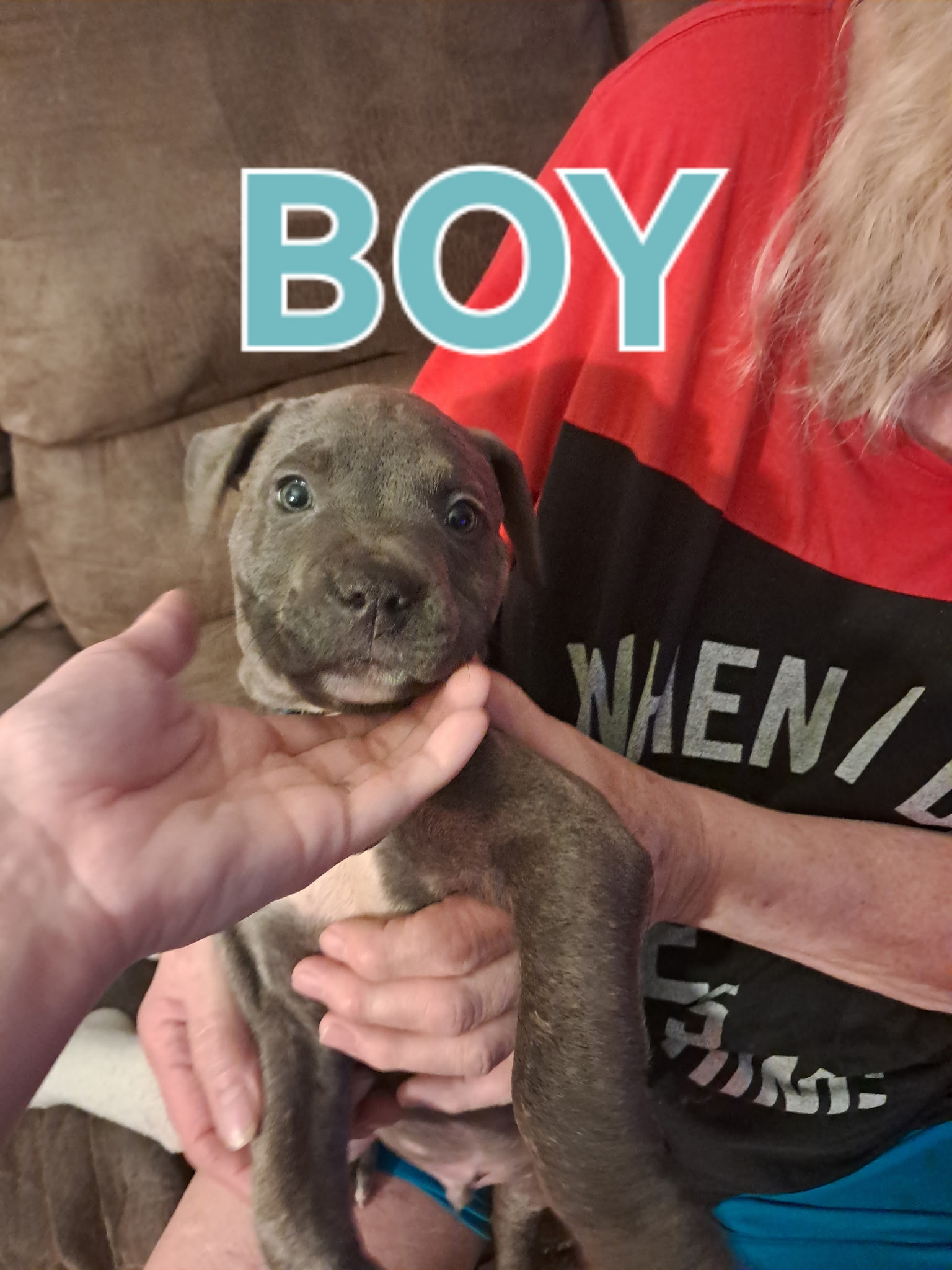 2 Male American Bully/Blue nose Pitbull image 2