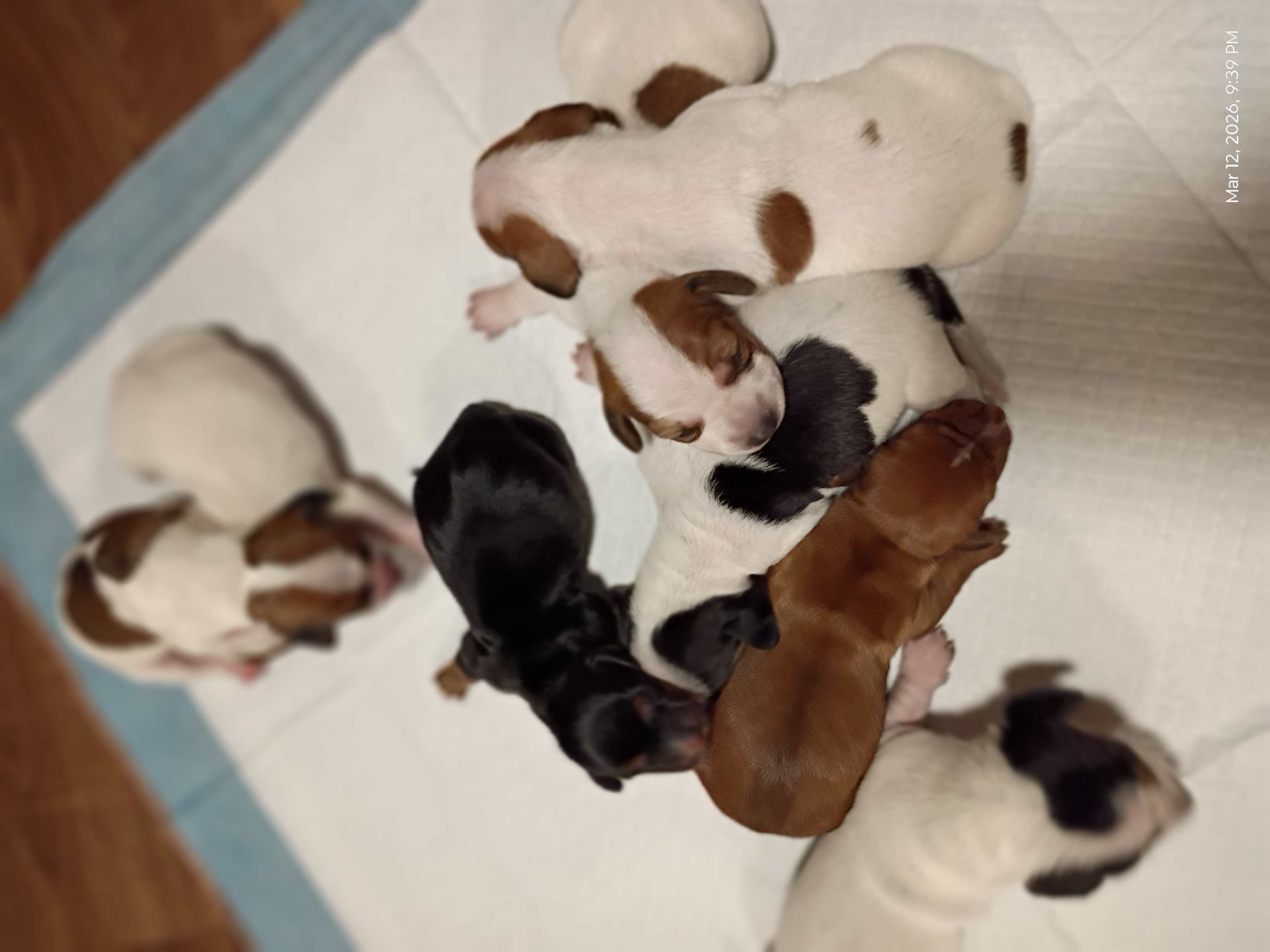 Dachshund image 1
