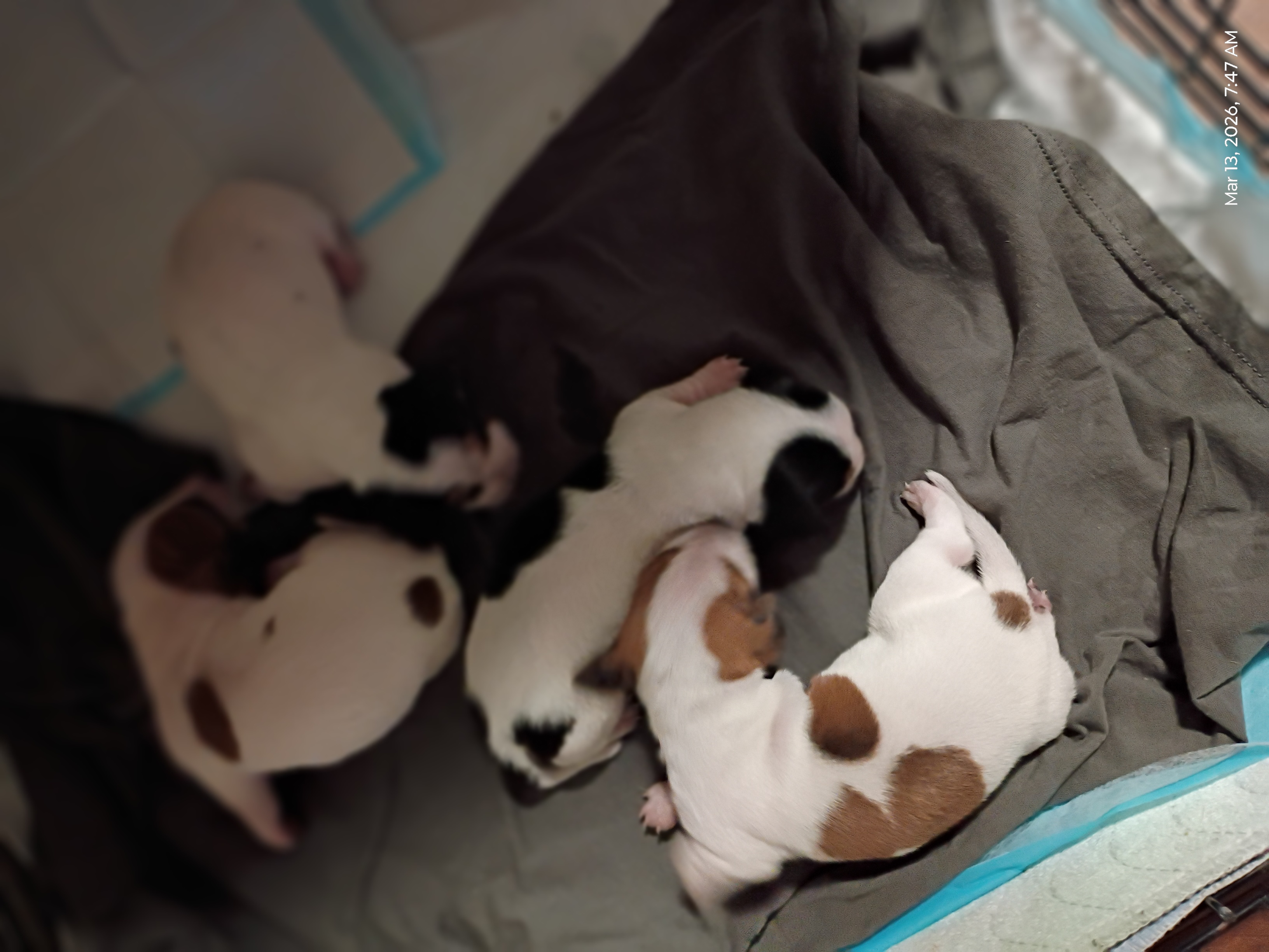 Dachshund image 2