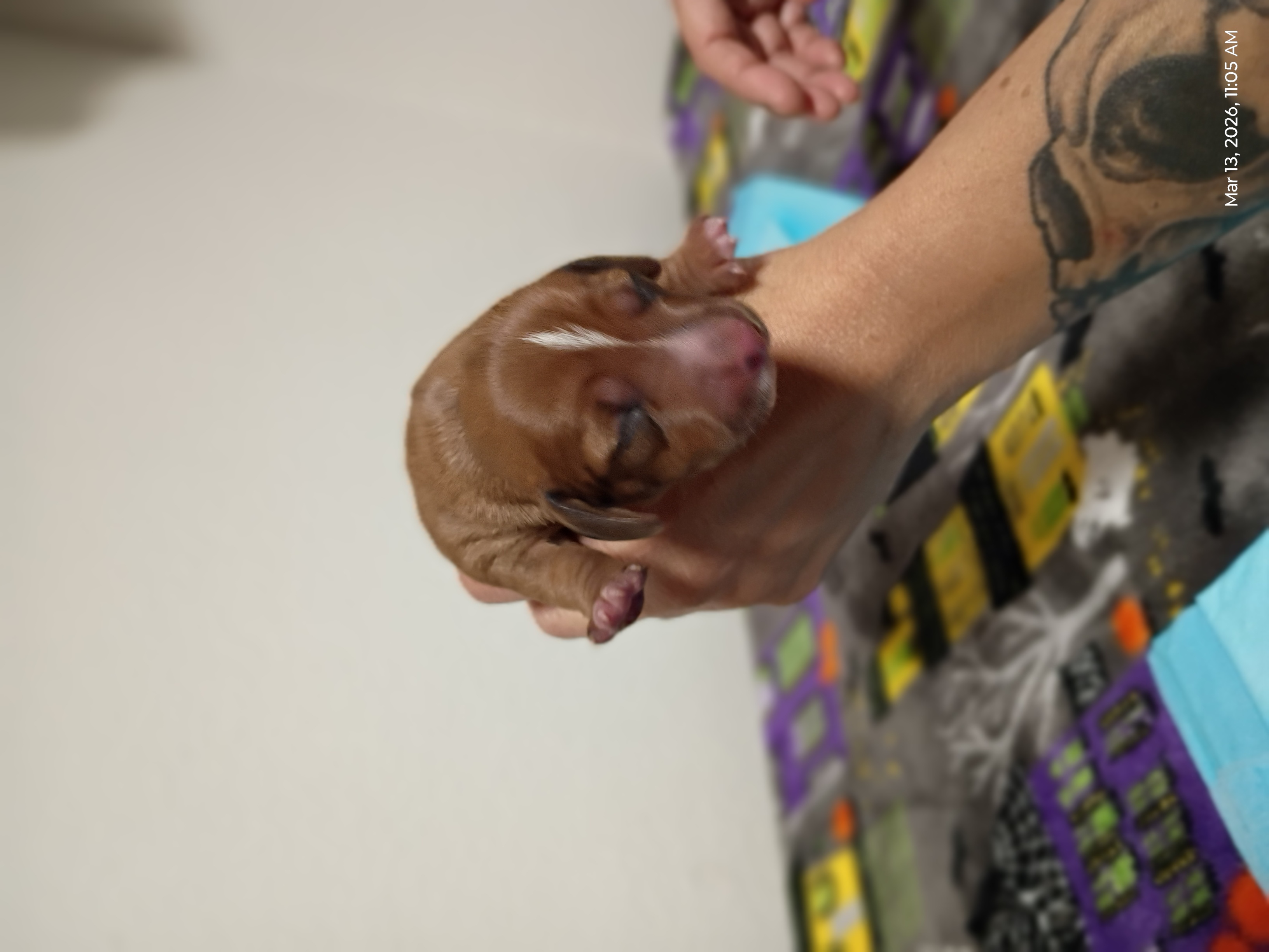Dachshund image 3
