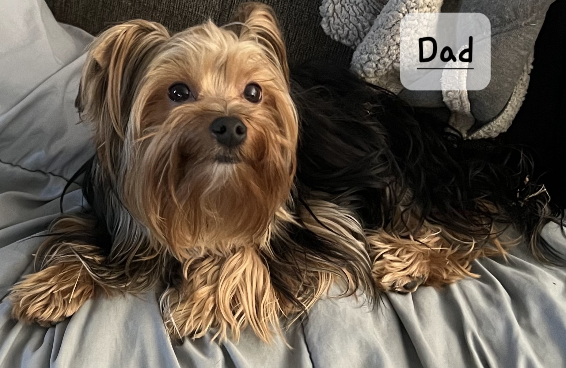 Yorkie Puppies image 6