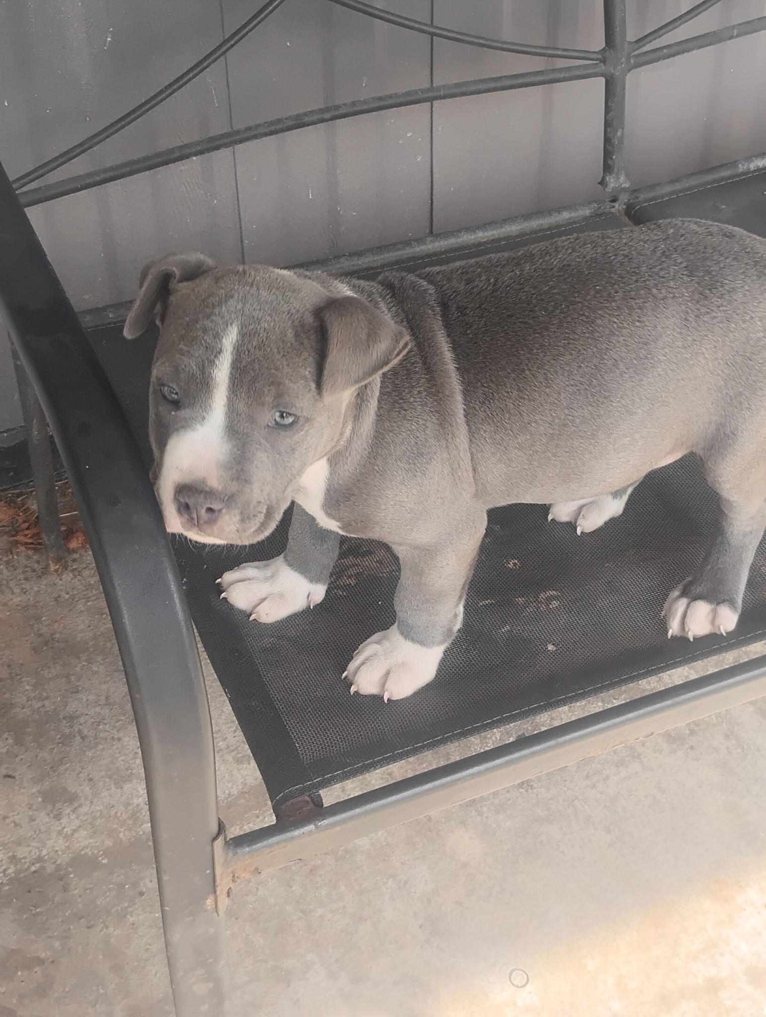 Bully pitbull image 1