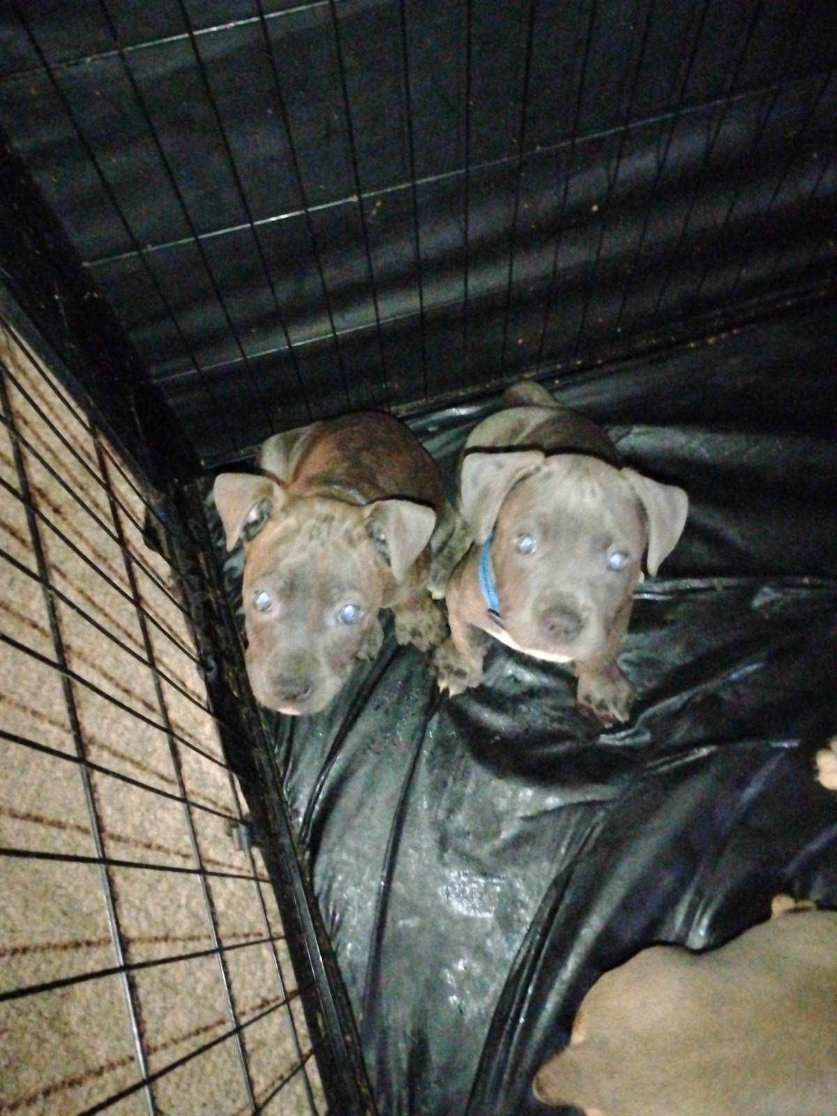 2 Male American Bully/Blue nose Pitbull image 1