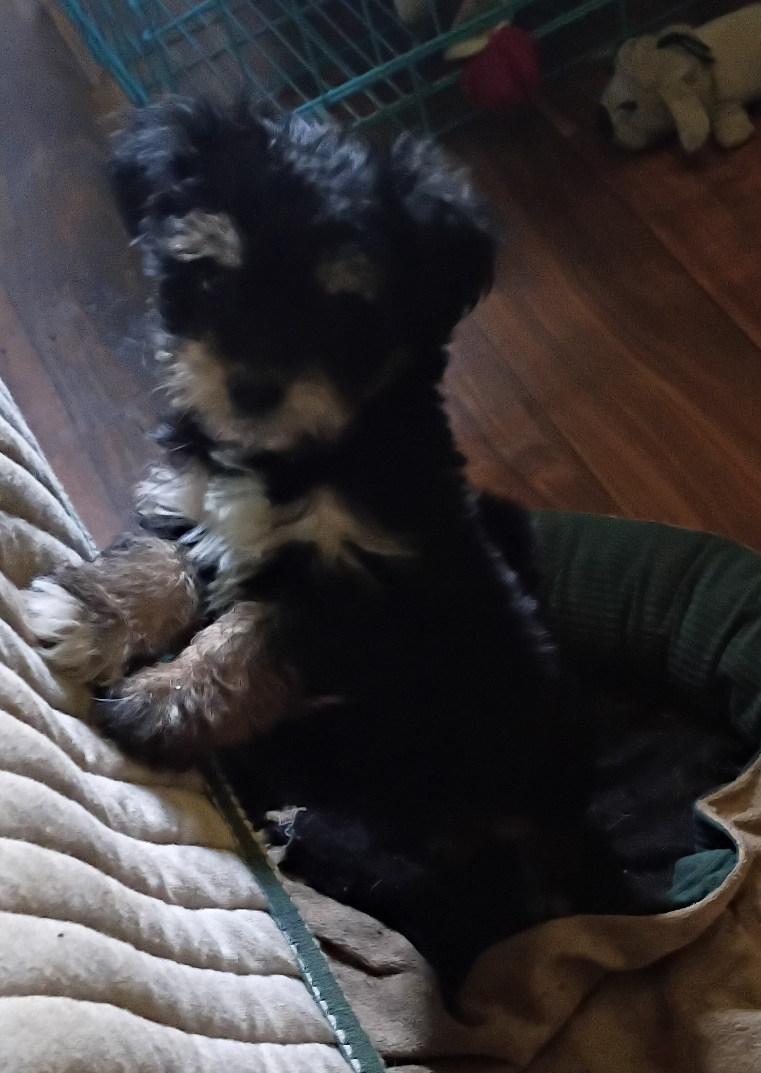 Yorkie image 5