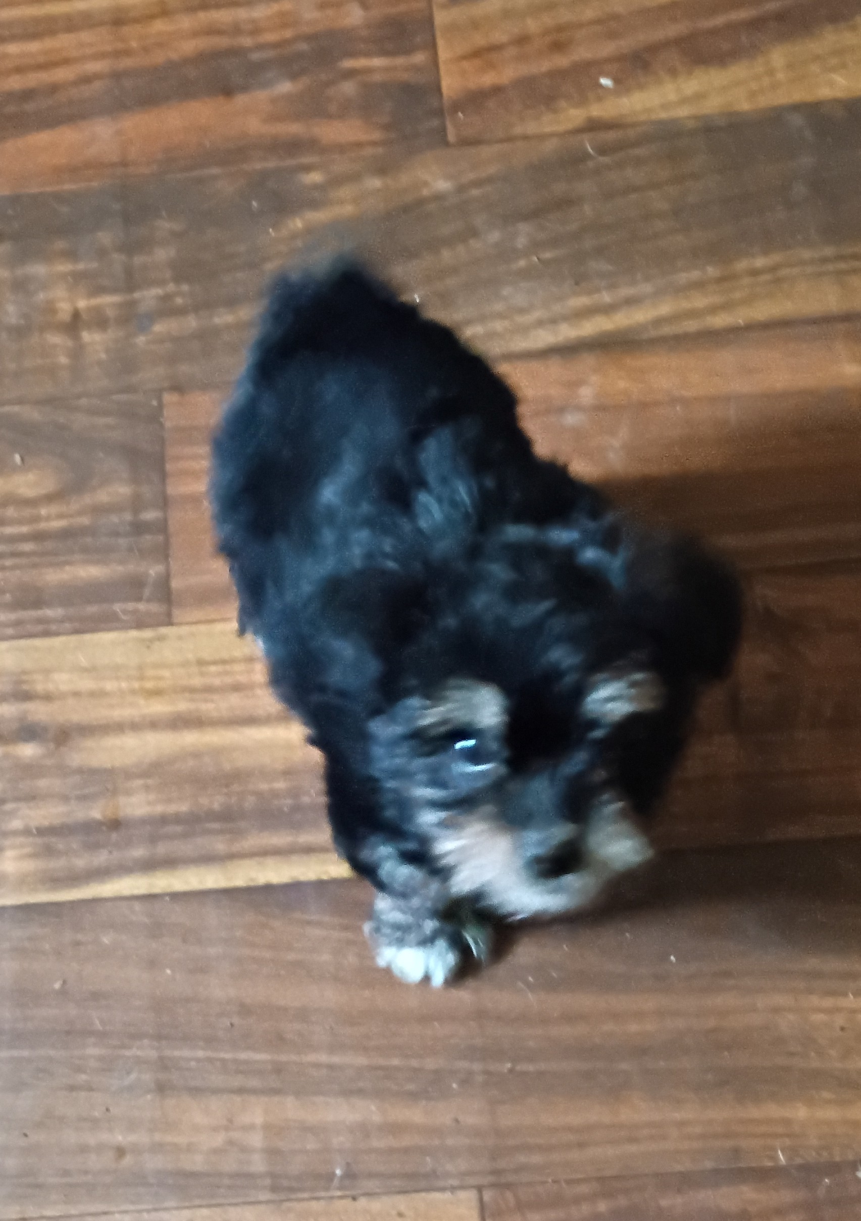 Yorkie image 4