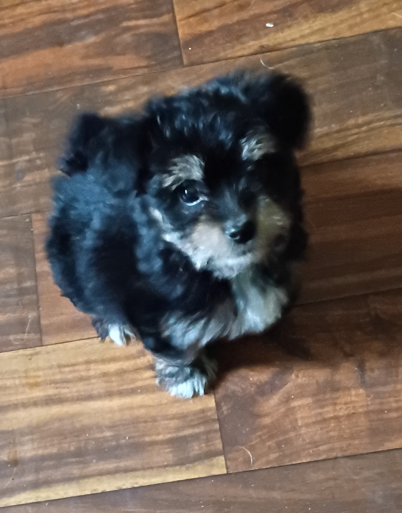 Yorkie image 2