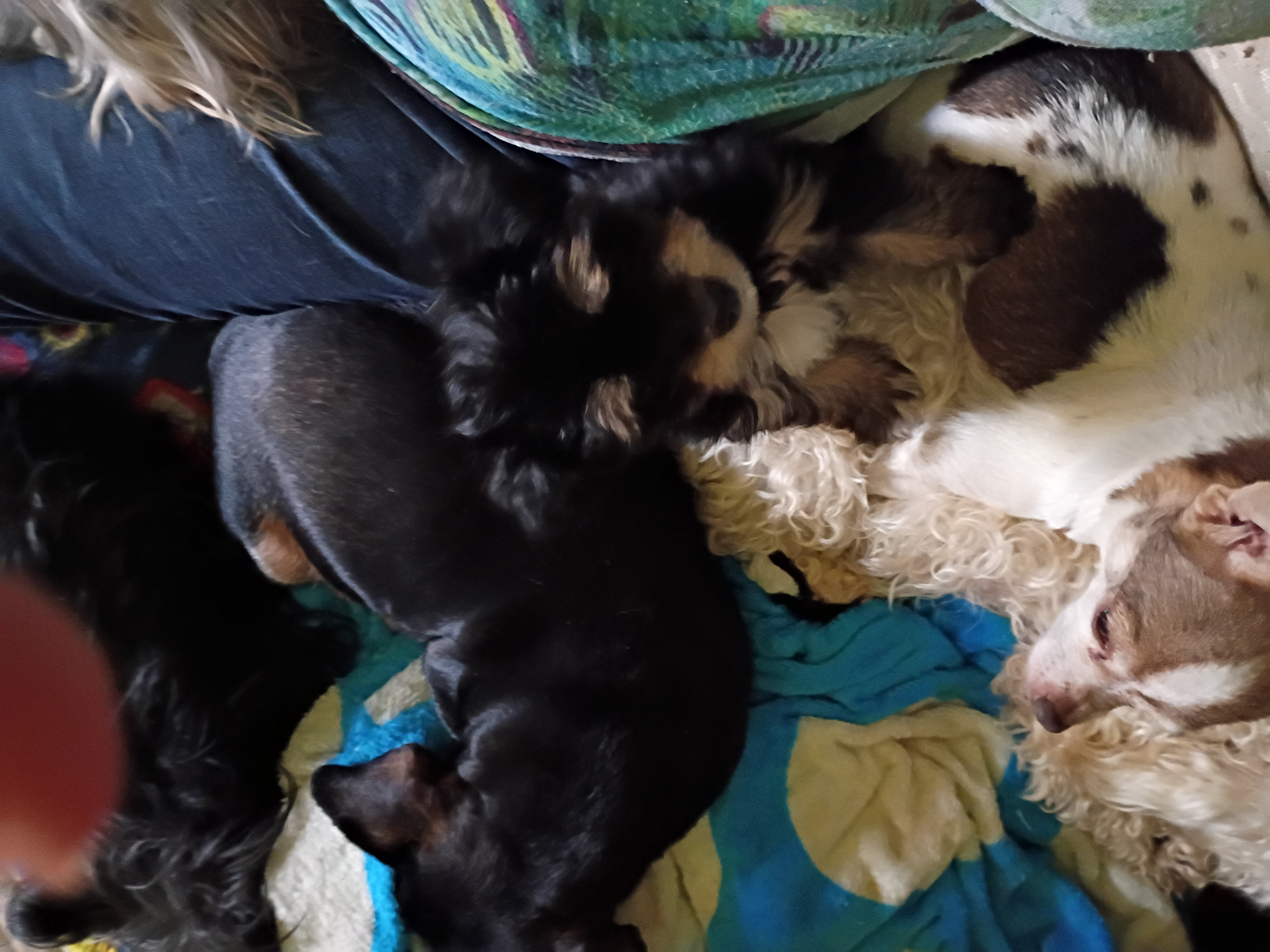 Yorkie image 1