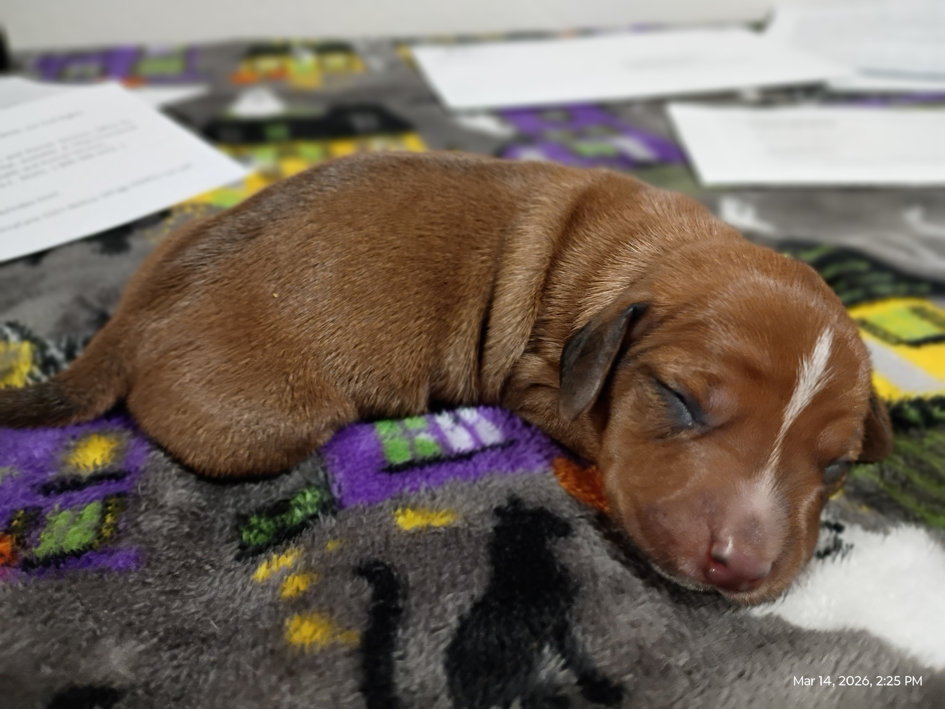 Dachshund image 5