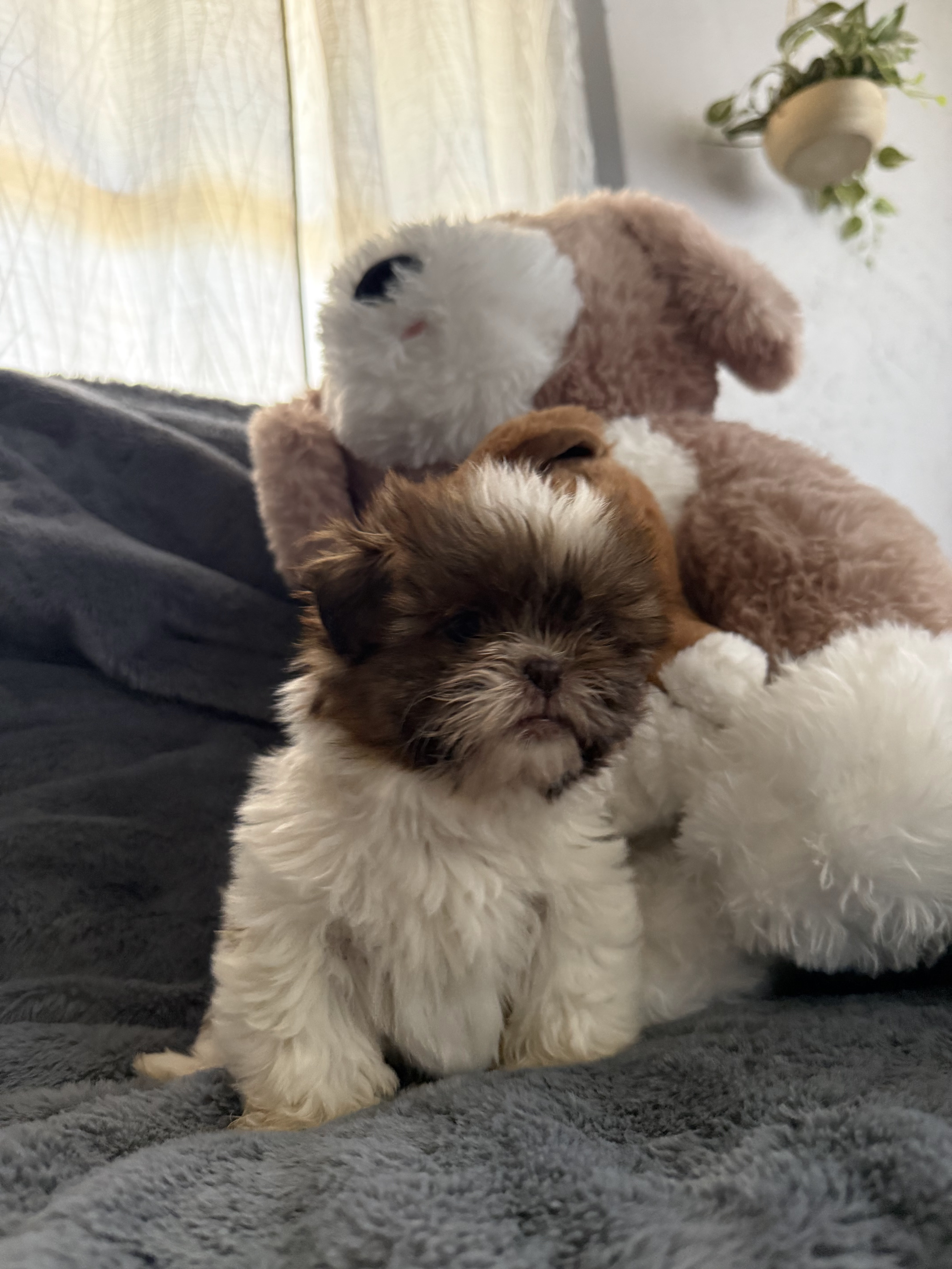 2 females  akc shih tzu puppys image 1