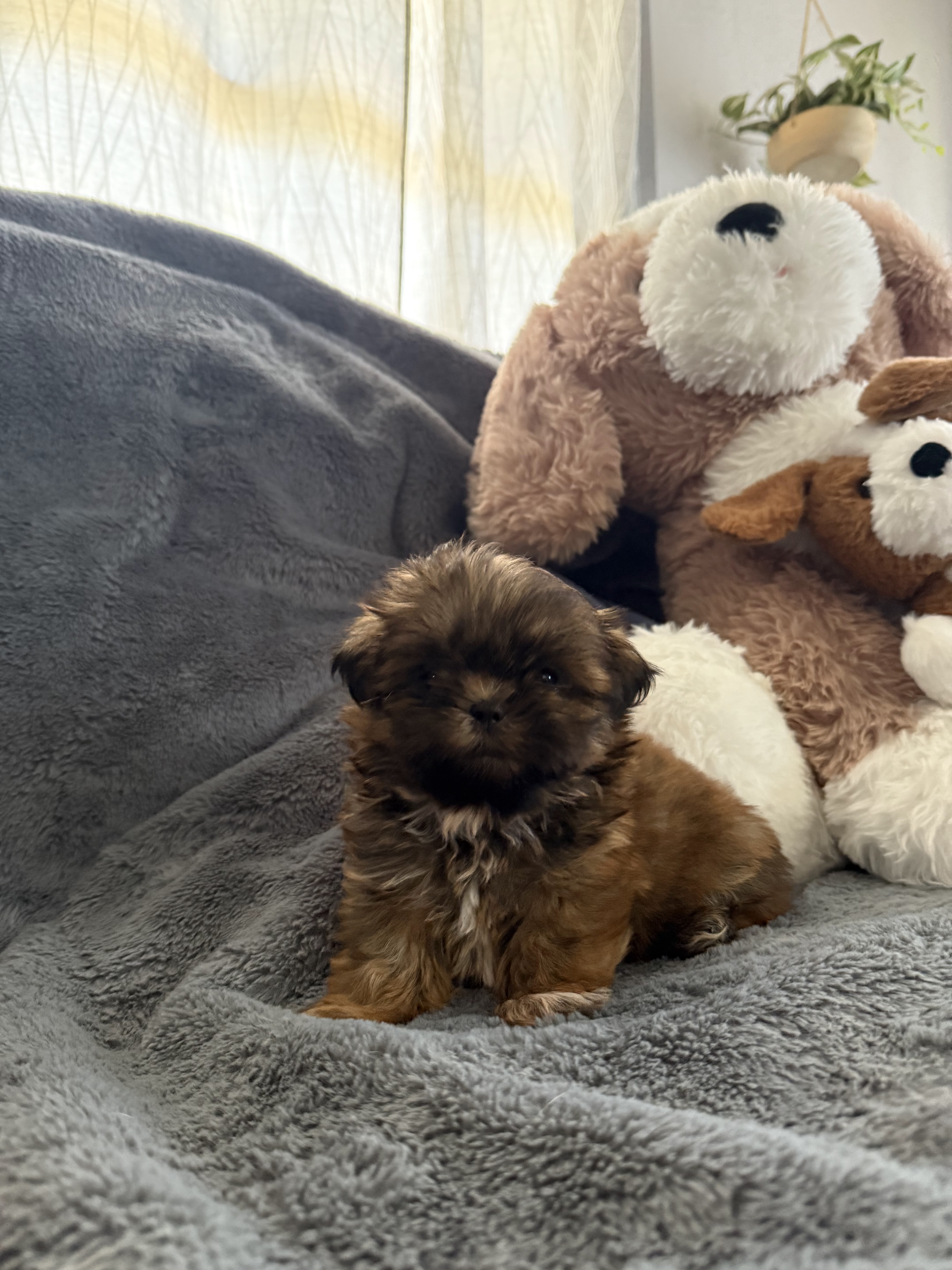 2 females  akc shih tzu puppys image 4