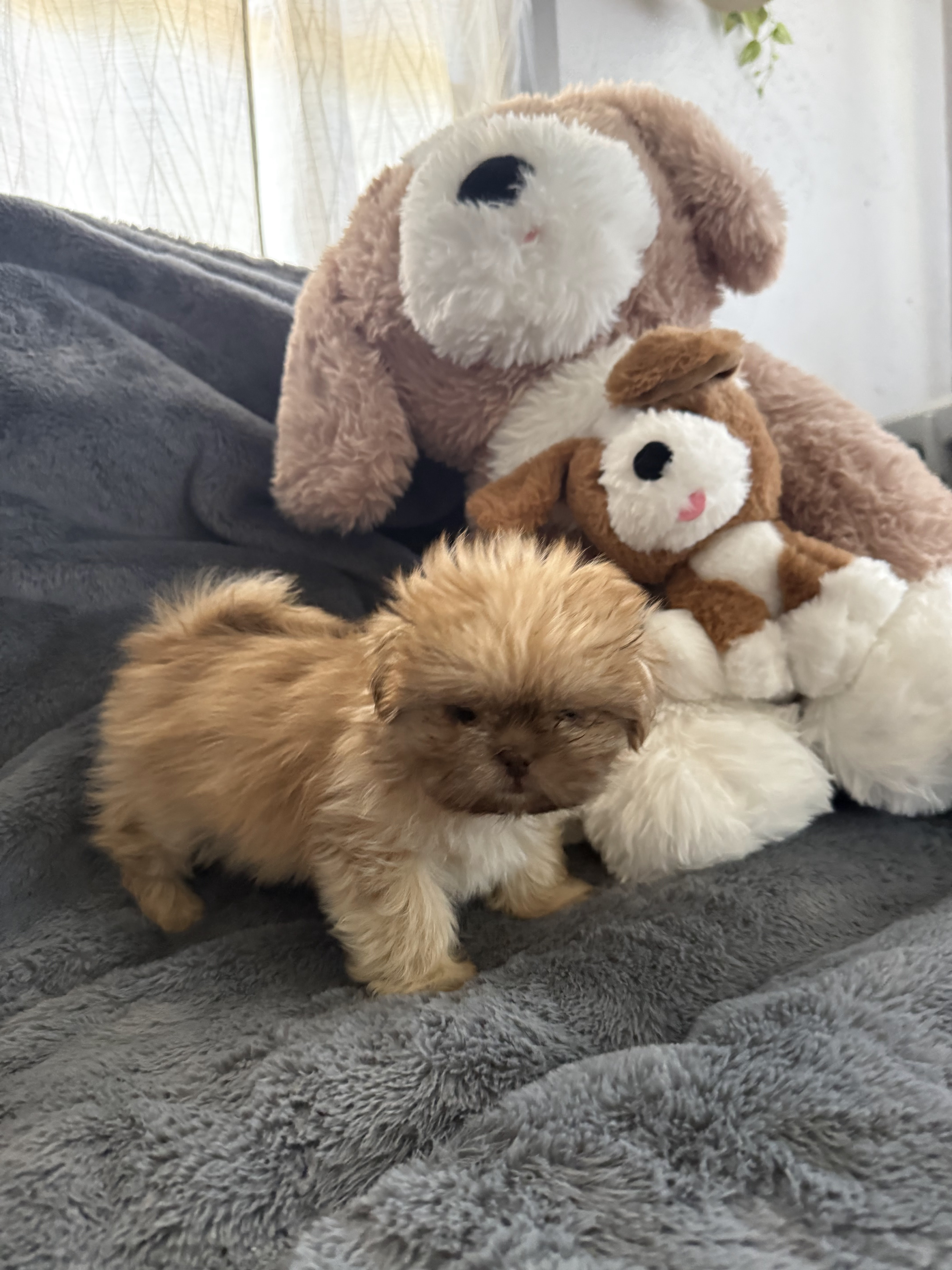 2 boy shih tzu puppies image 1