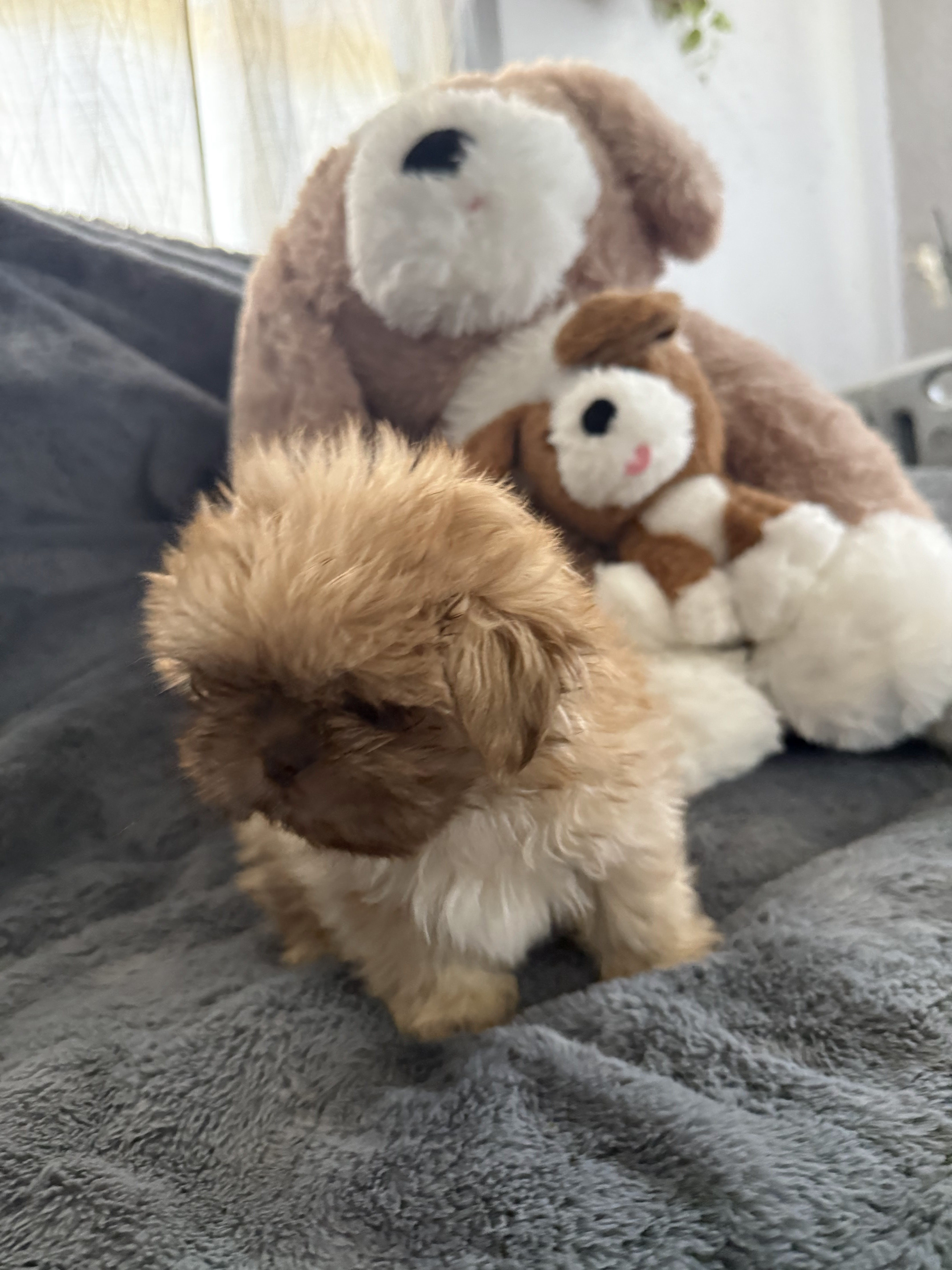 2 boy shih tzu puppies image 2
