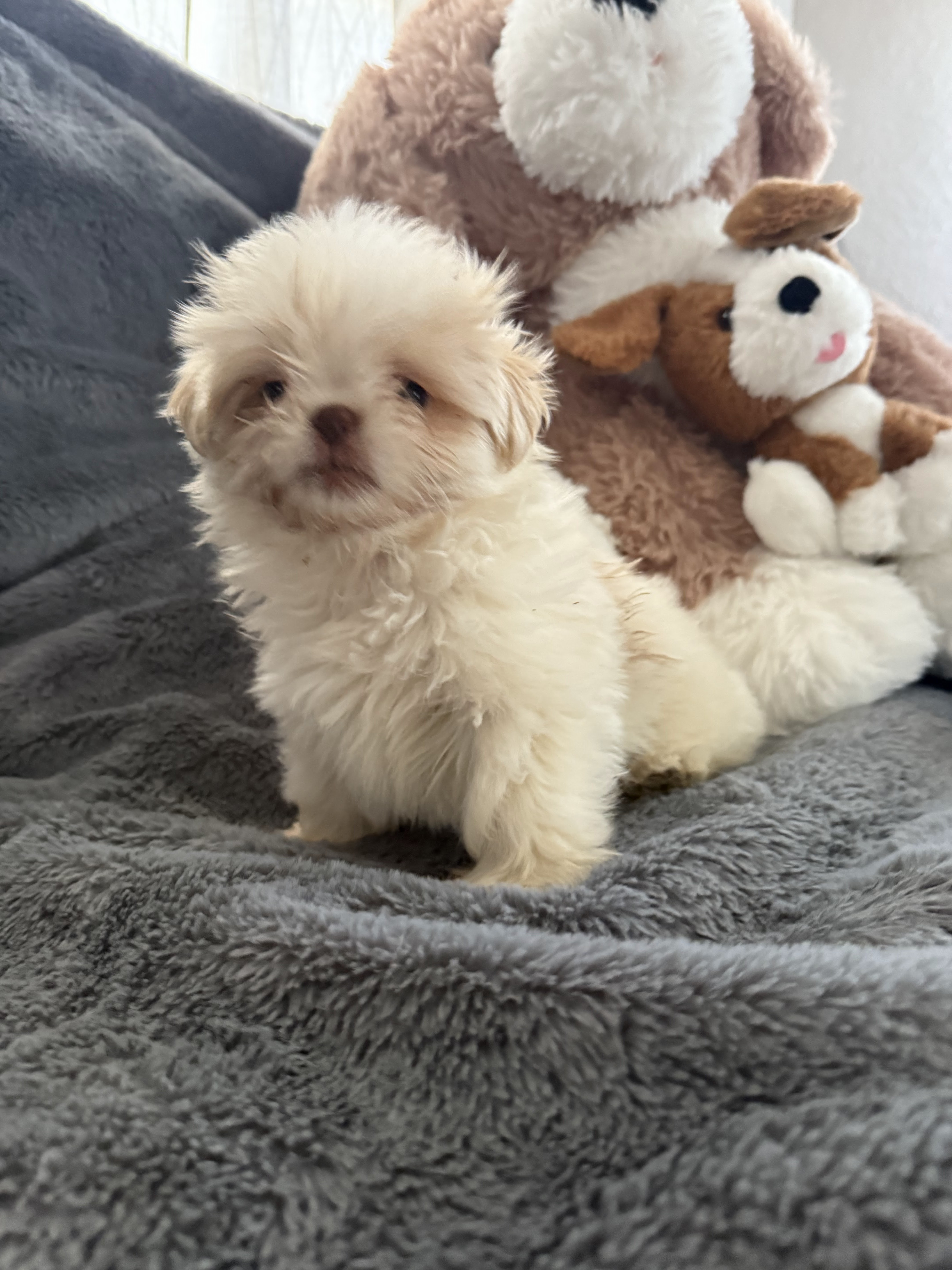 2 boy shih tzu puppies image 3