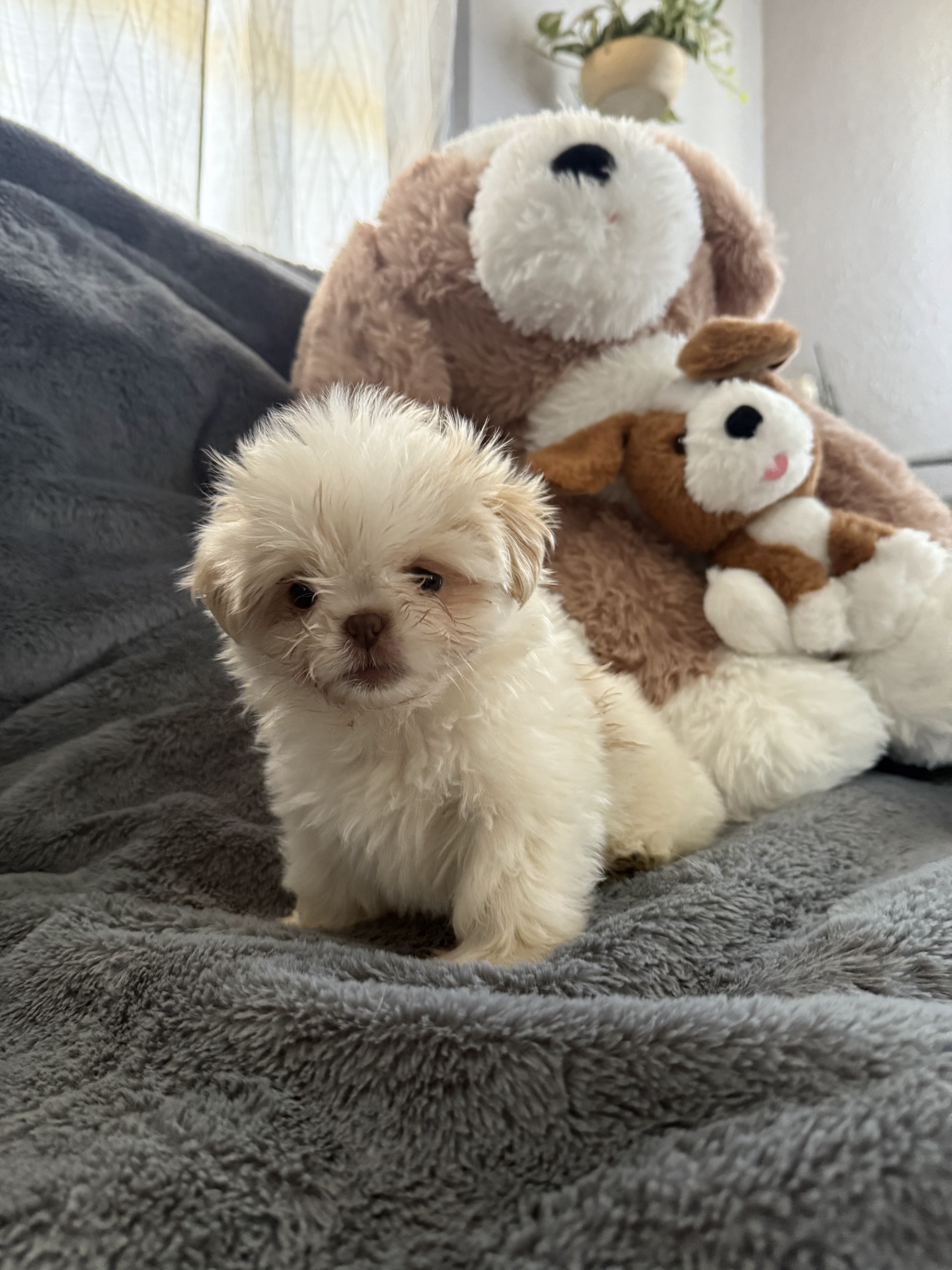 2 boy shih tzu puppies image 4
