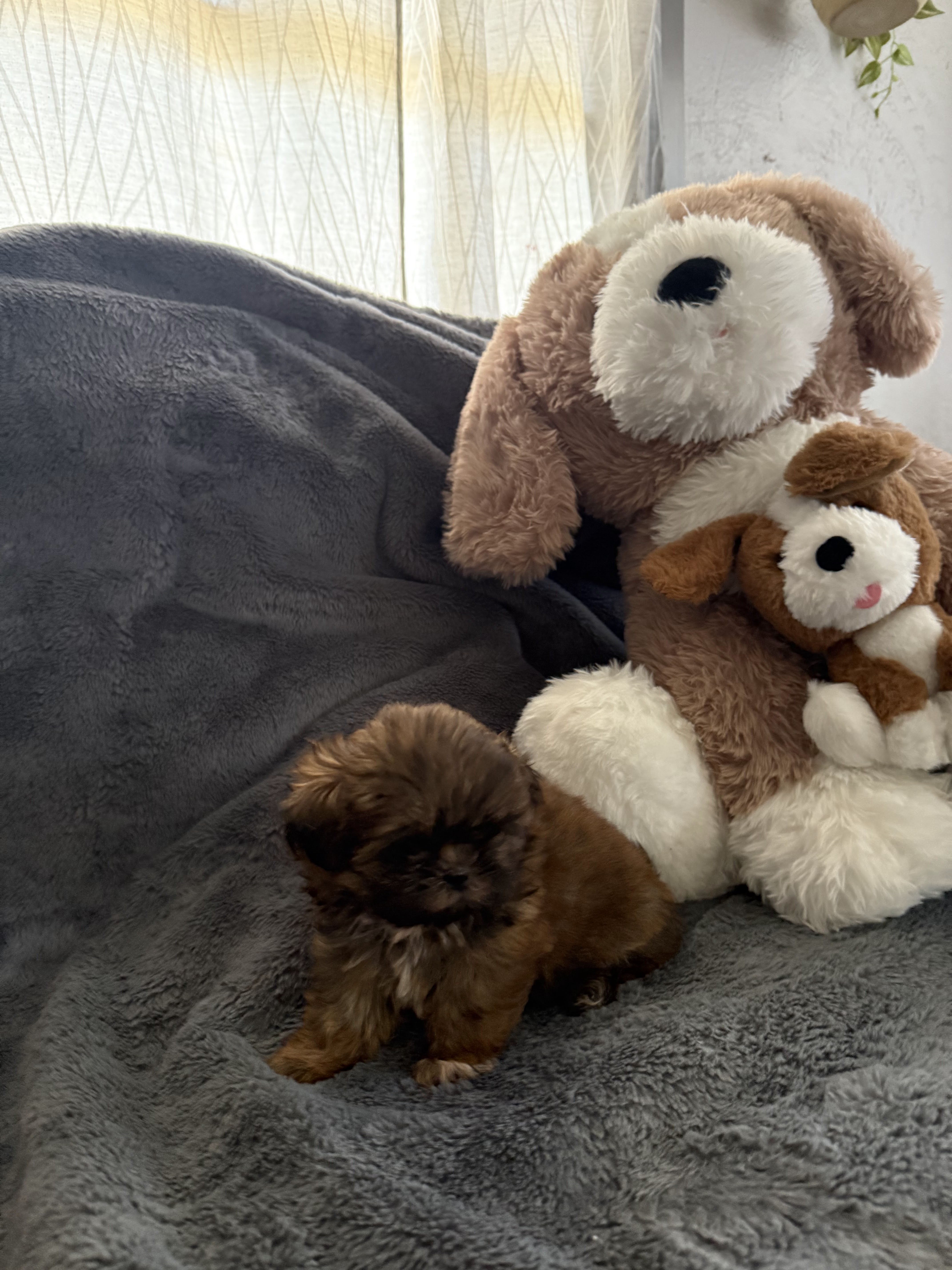 2 females  akc shih tzu puppys image 3