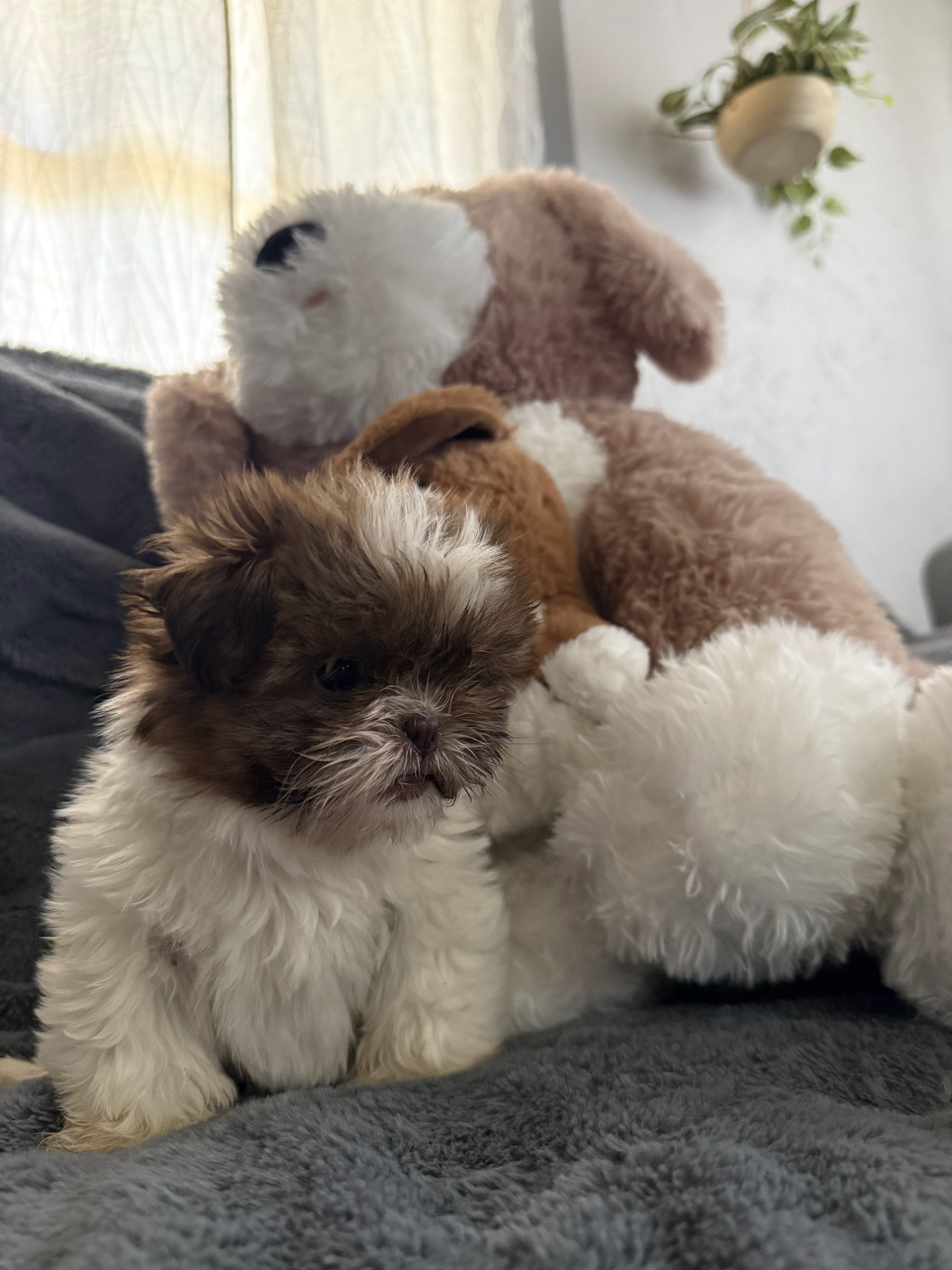 2 females  akc shih tzu puppys image 2