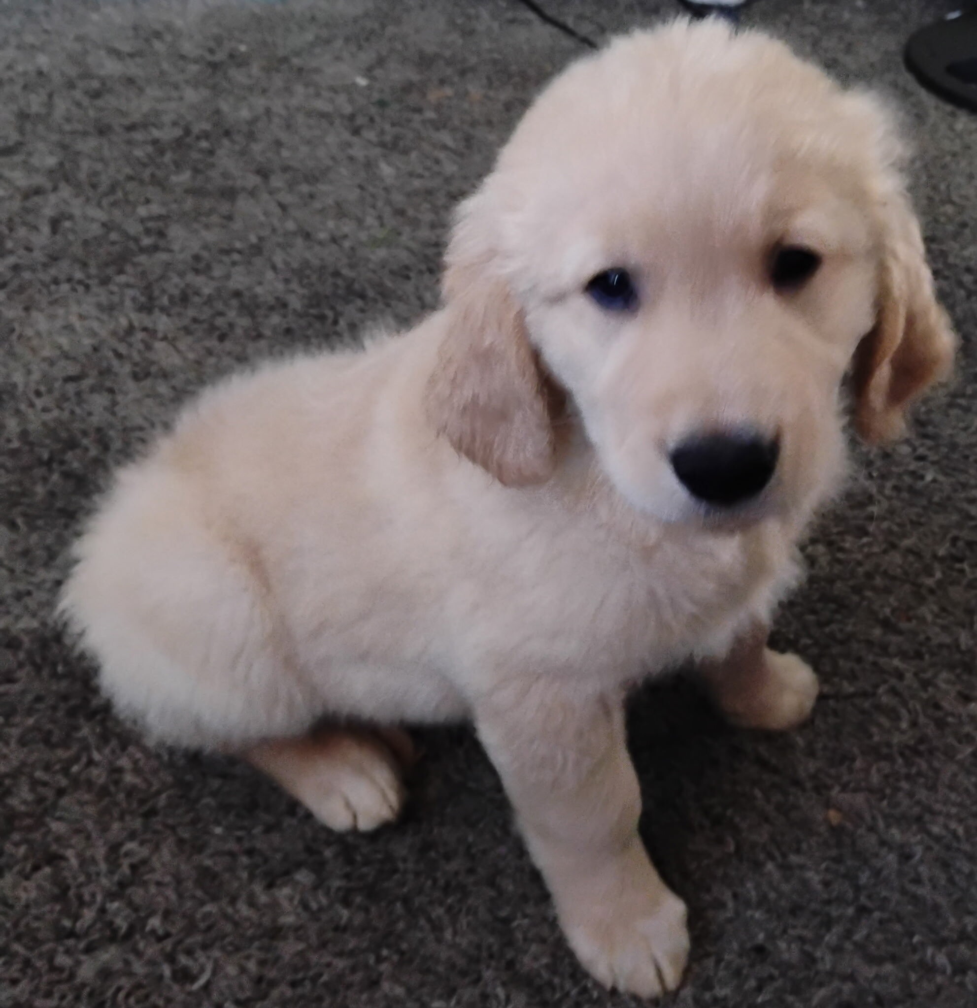 AKC Golden Retriever Boy image 5