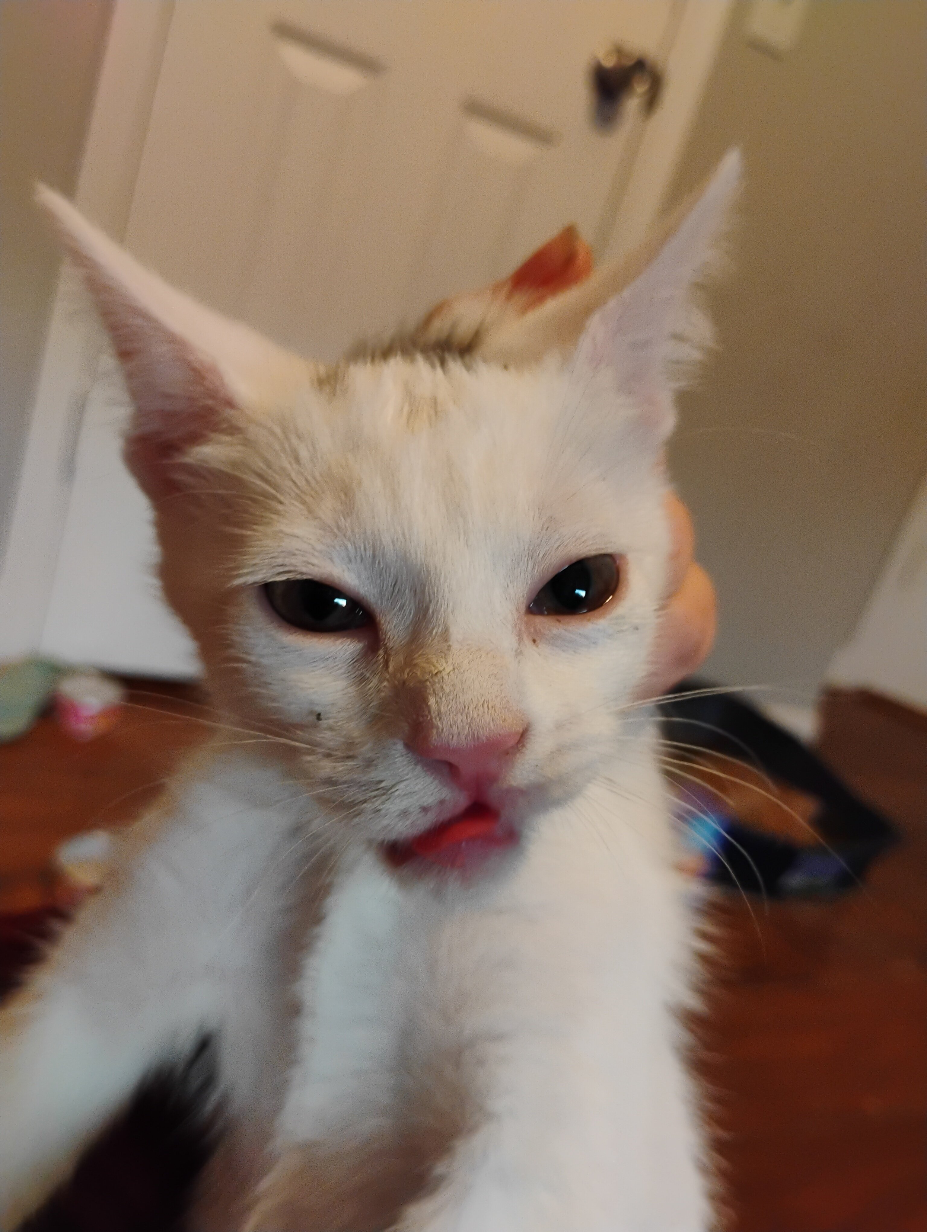 Kittens and cat image 1