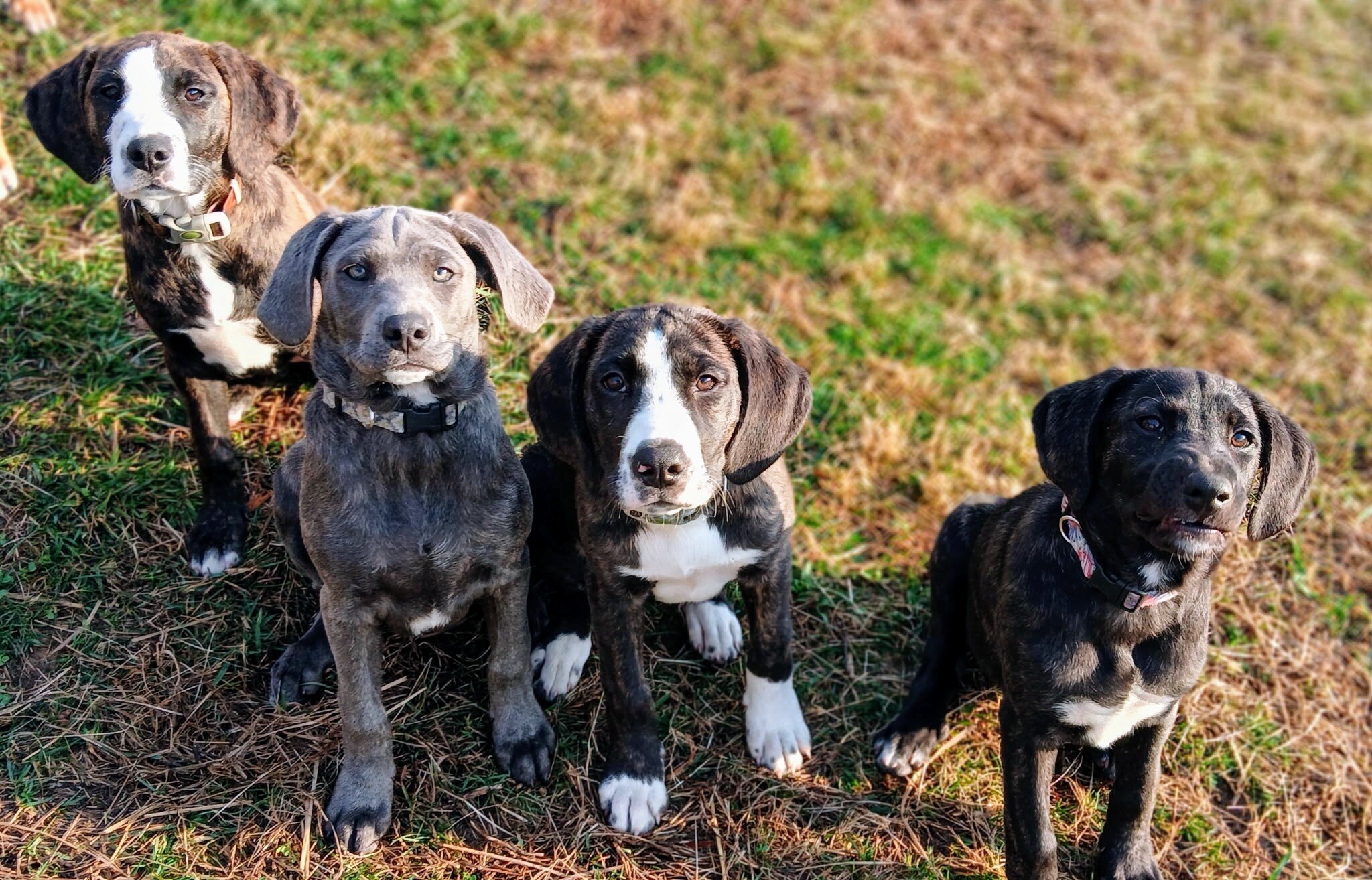 2 Female OMCBA Registered Mountain Cur Puppies image 1