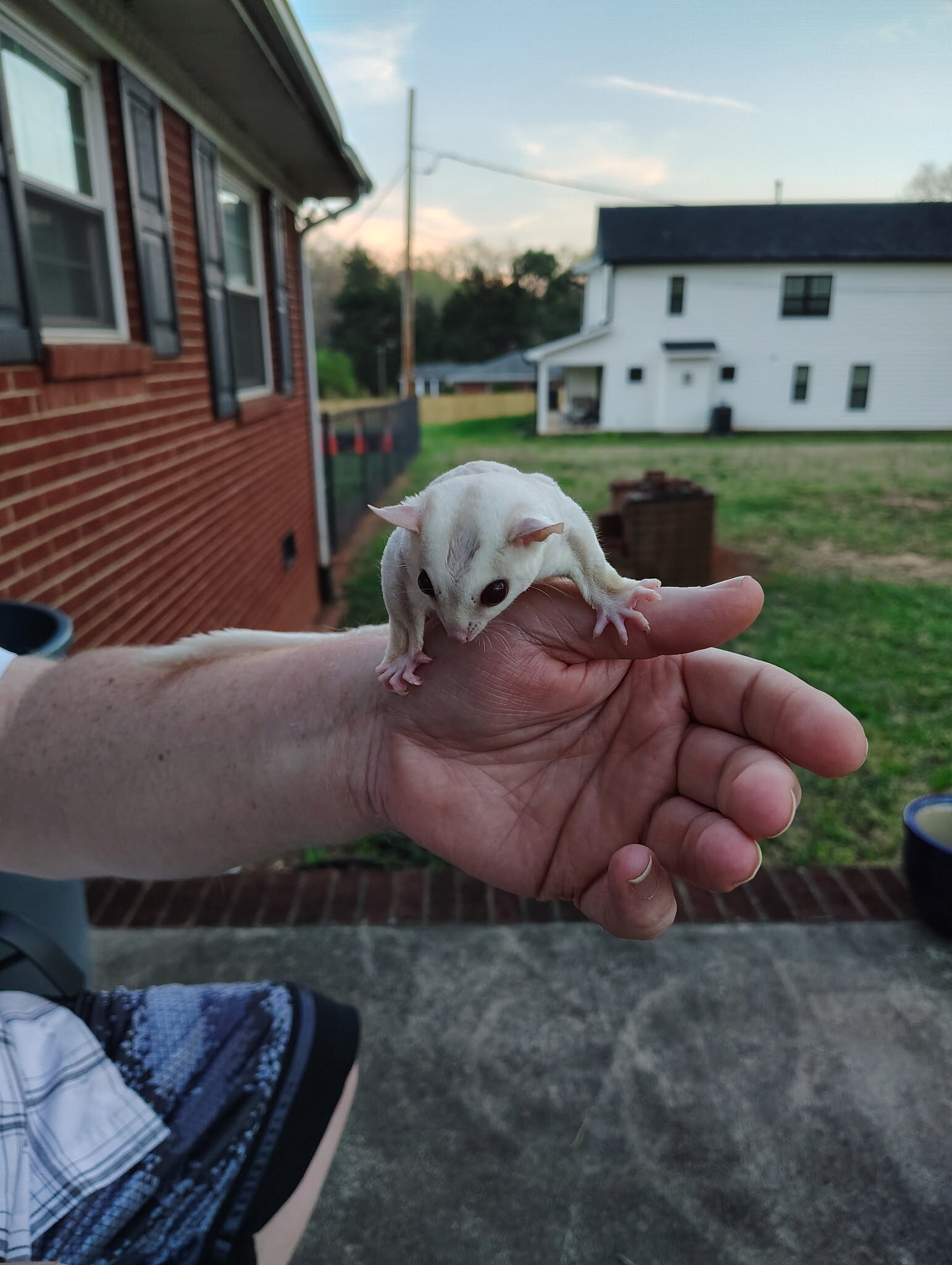 Male Sugar glider image 2
