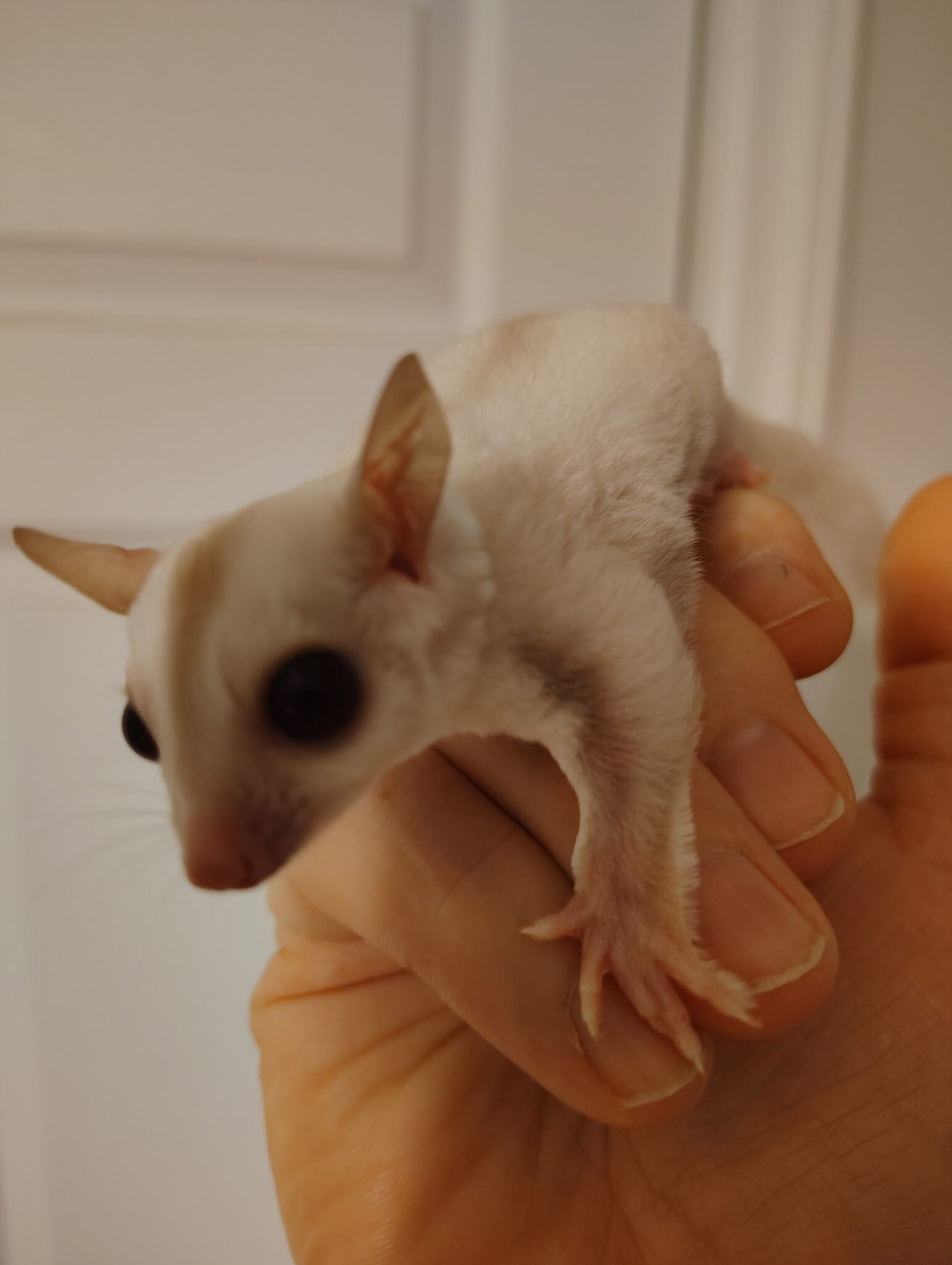 Male Sugar glider image 1