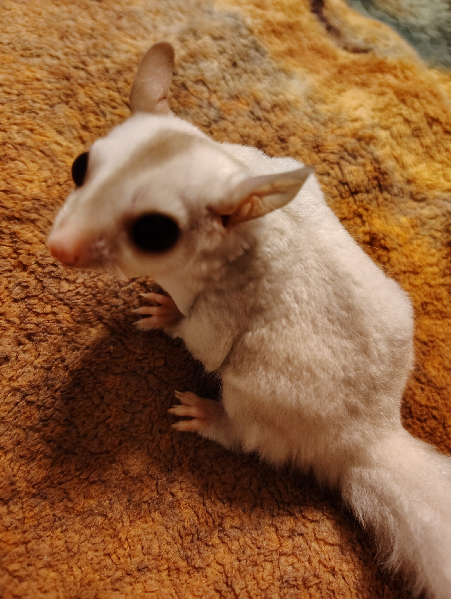 Female Sugar Glider image 2