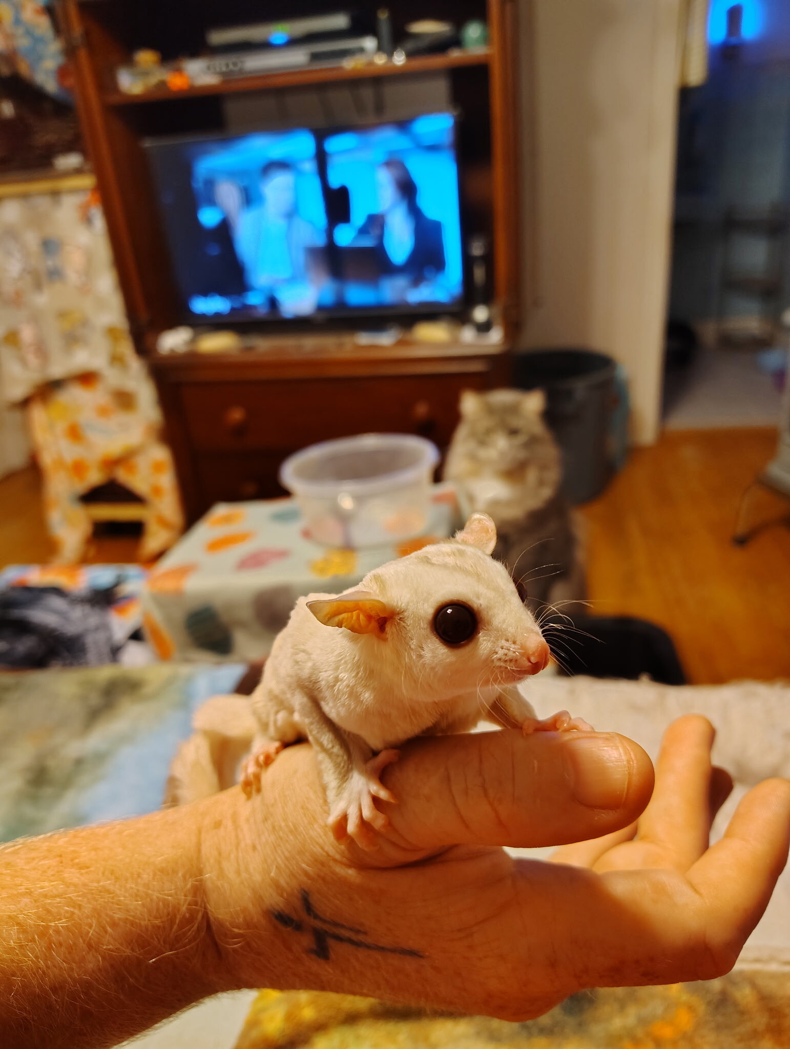 Female Sugar Glider image 1