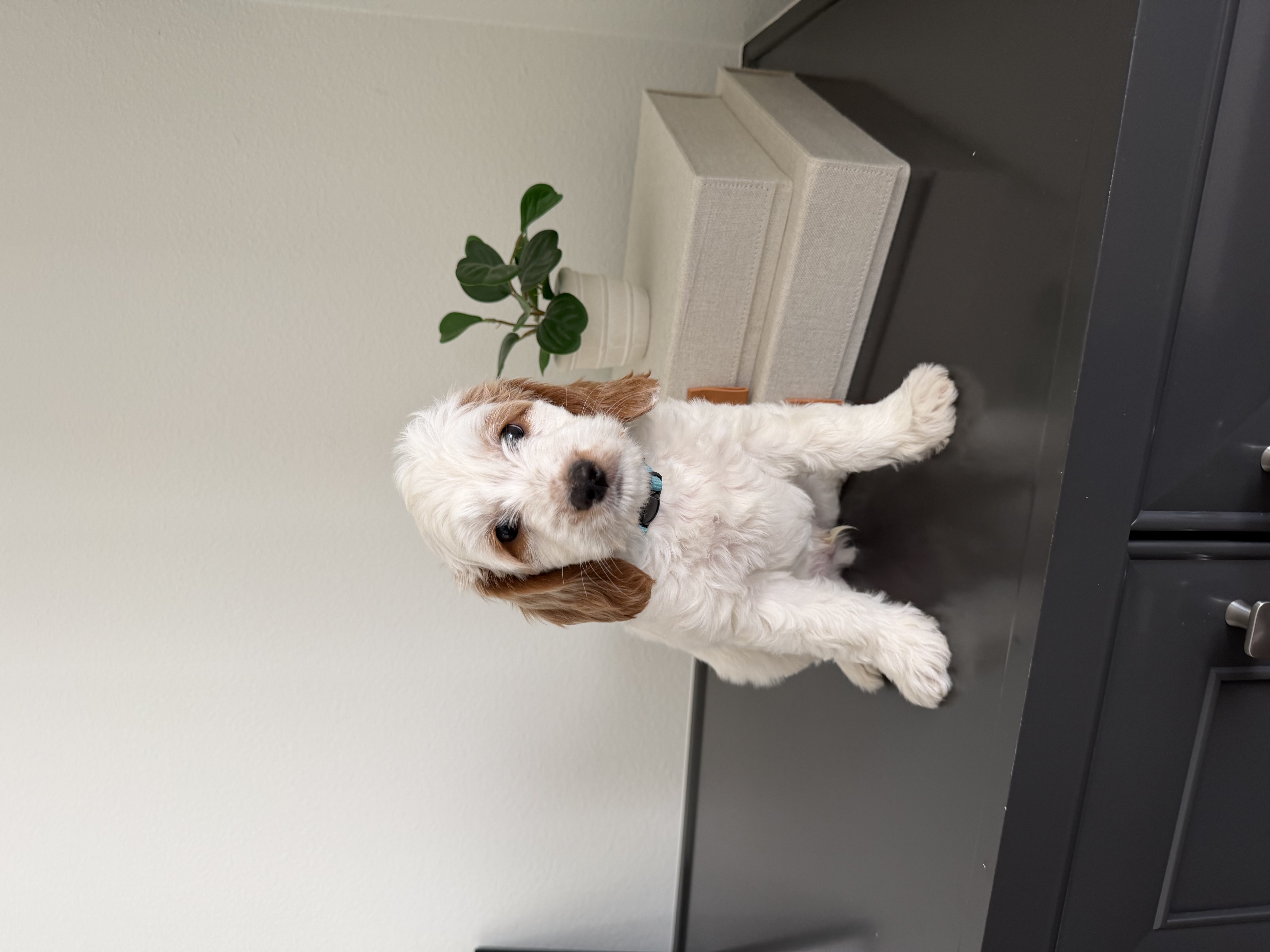 Mini Goldendoodle - Male puppy image 1
