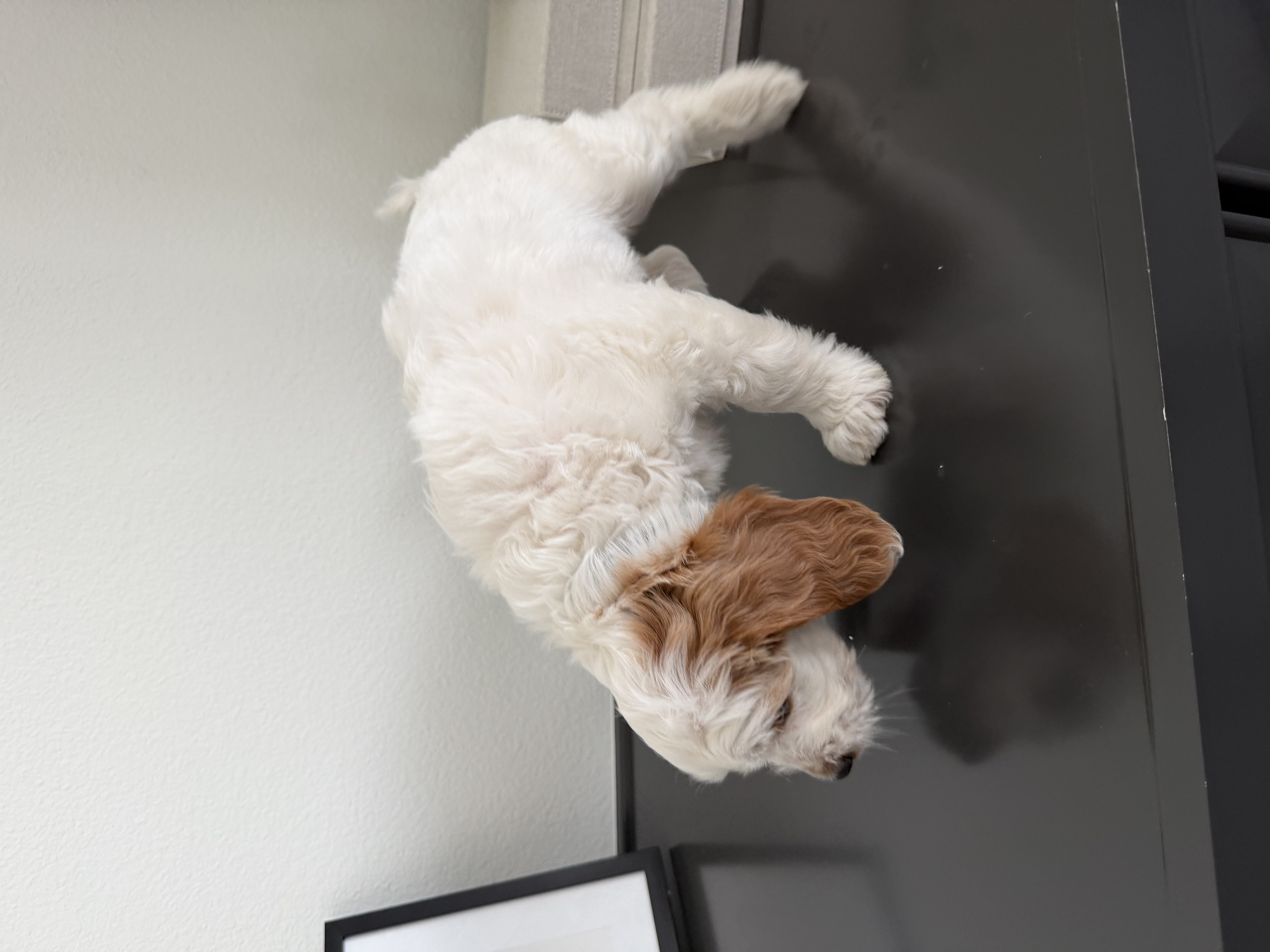 Mini Goldendoodle - Male puppy image 4