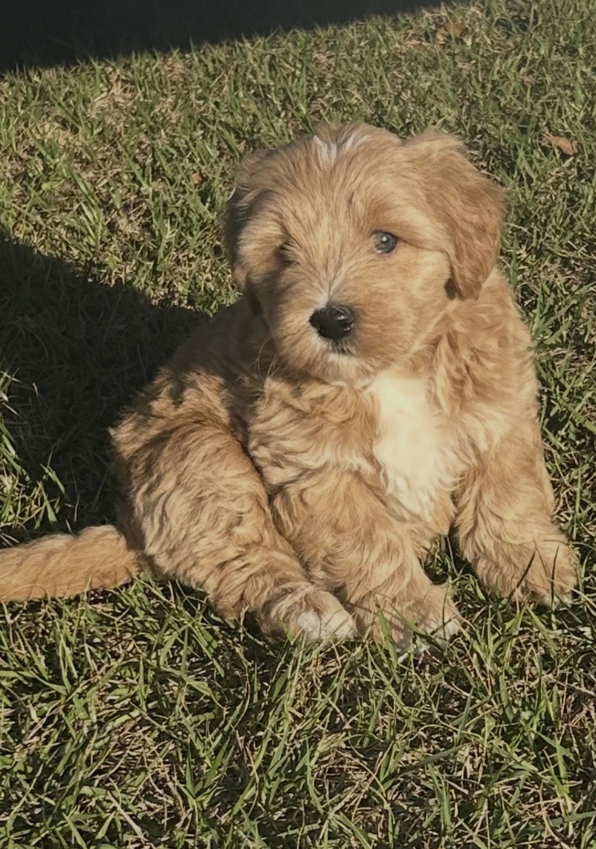 CUTE PUPPIES image 2