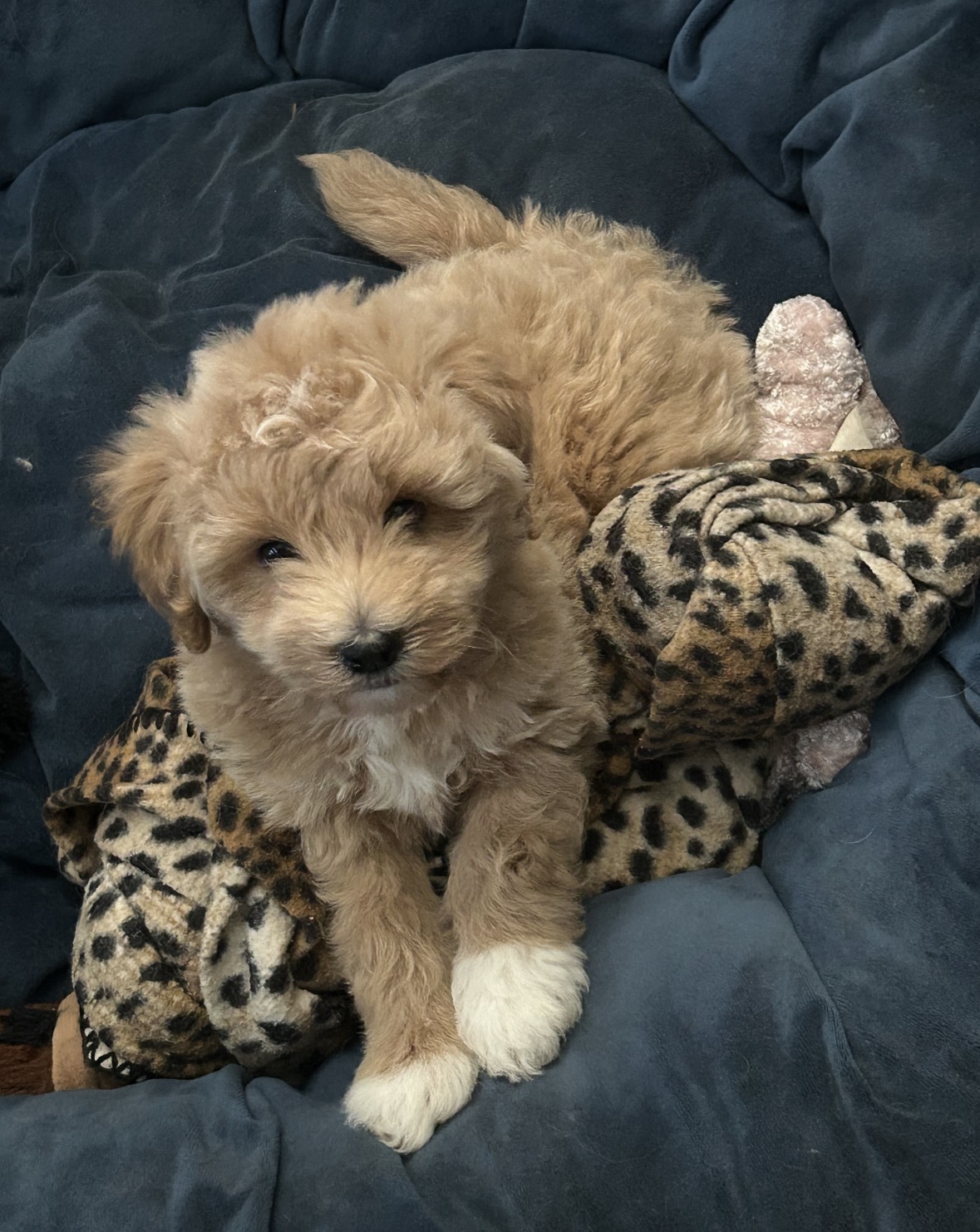 CUTE PUPPIES image 1