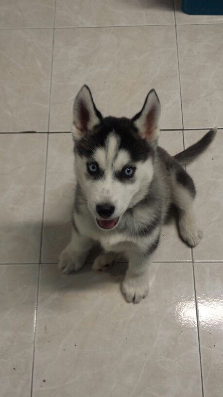 Male American Husky Puppy – Healthy, Friendly & Pl image 1