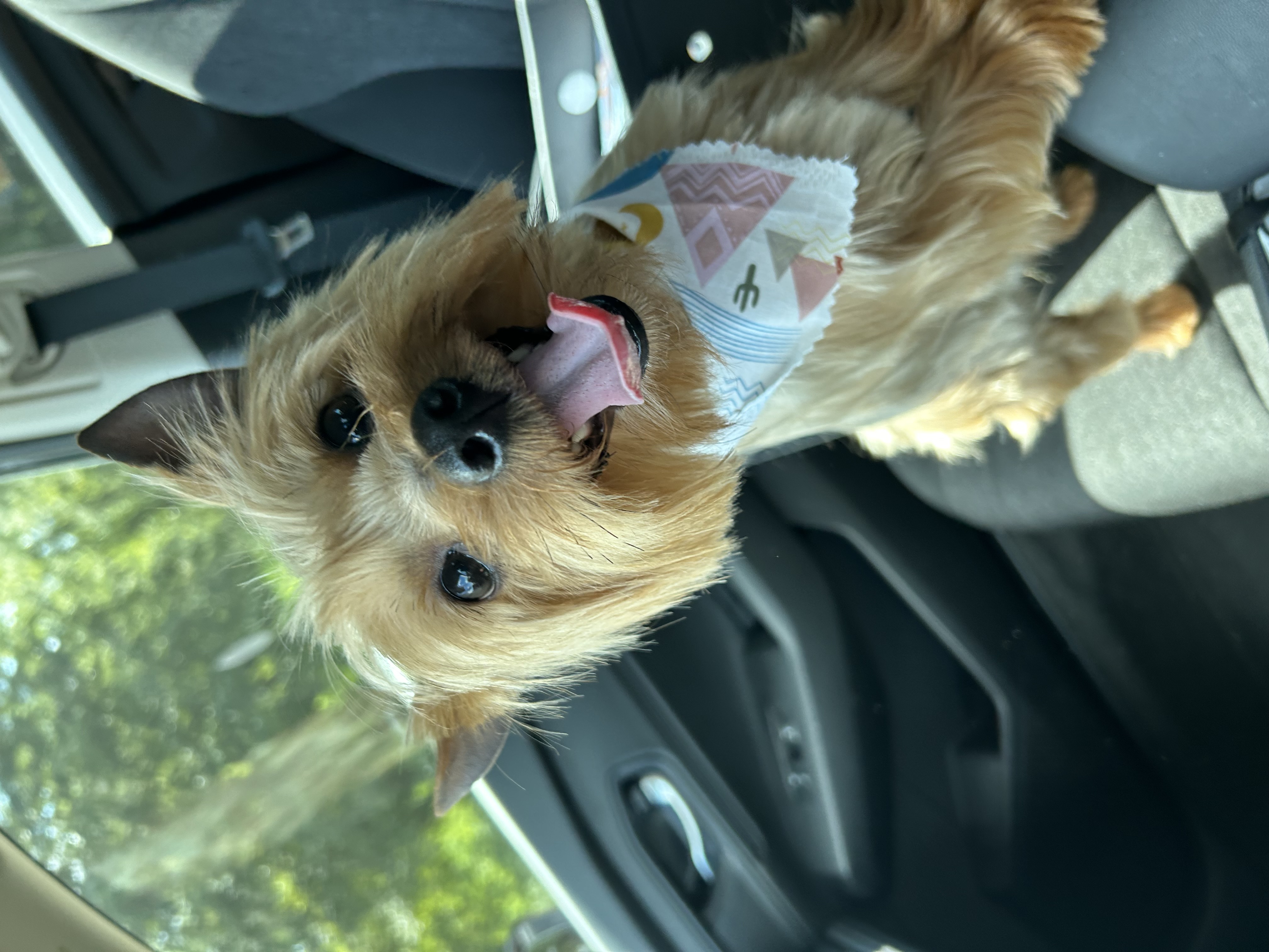 Yorkie image 5