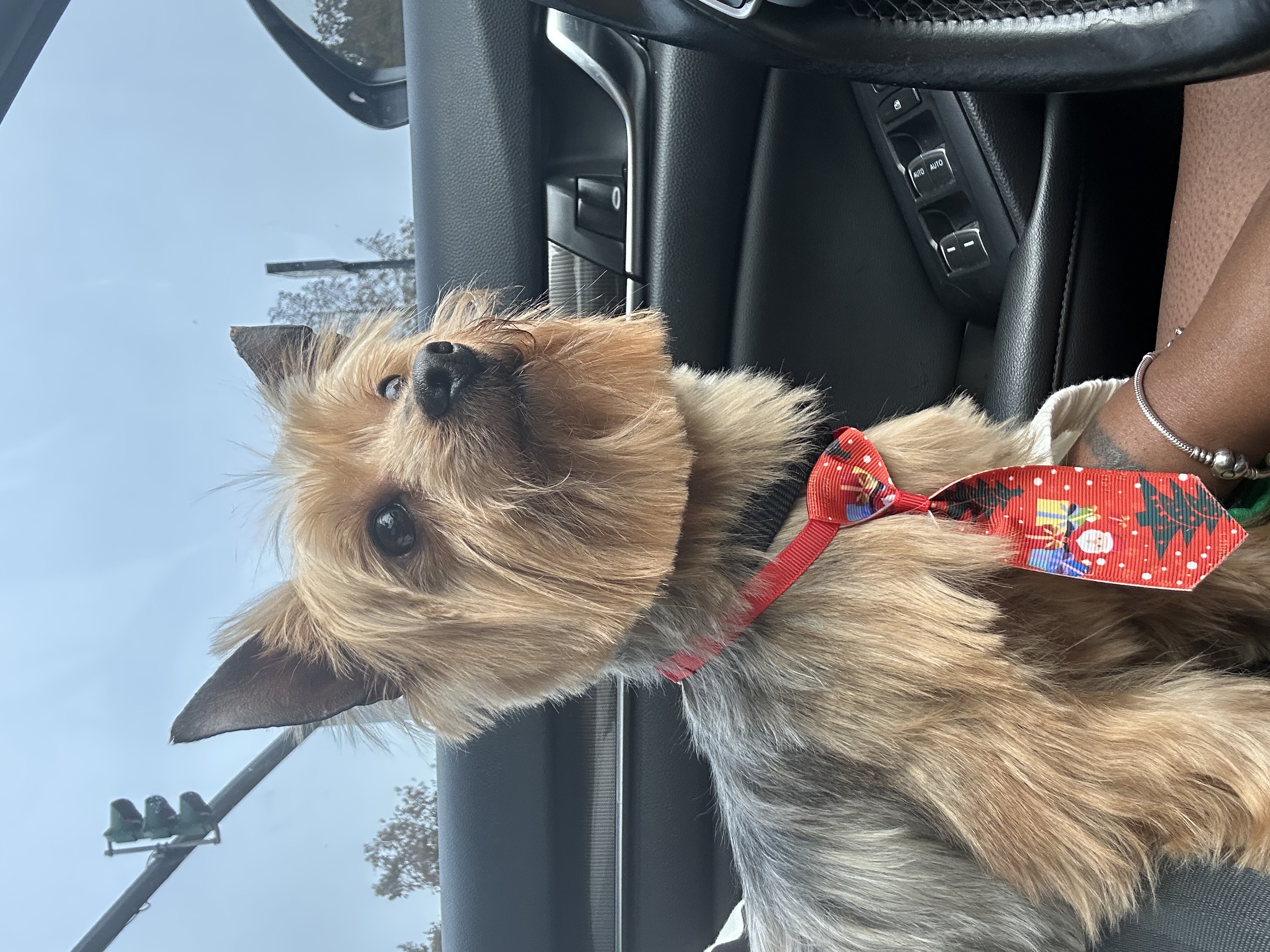 Yorkie image 1