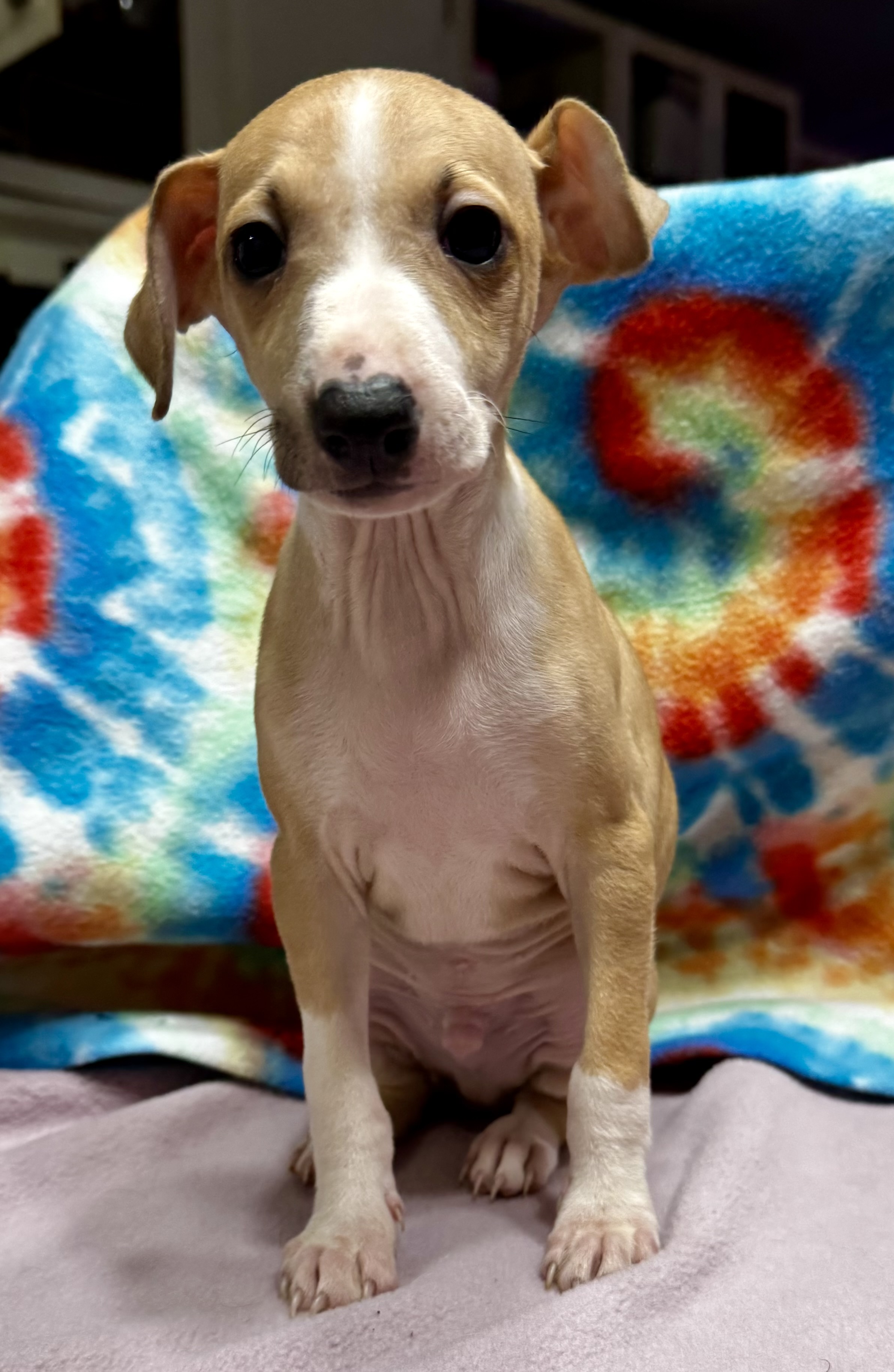 Italian Greyhound Puppies image 3