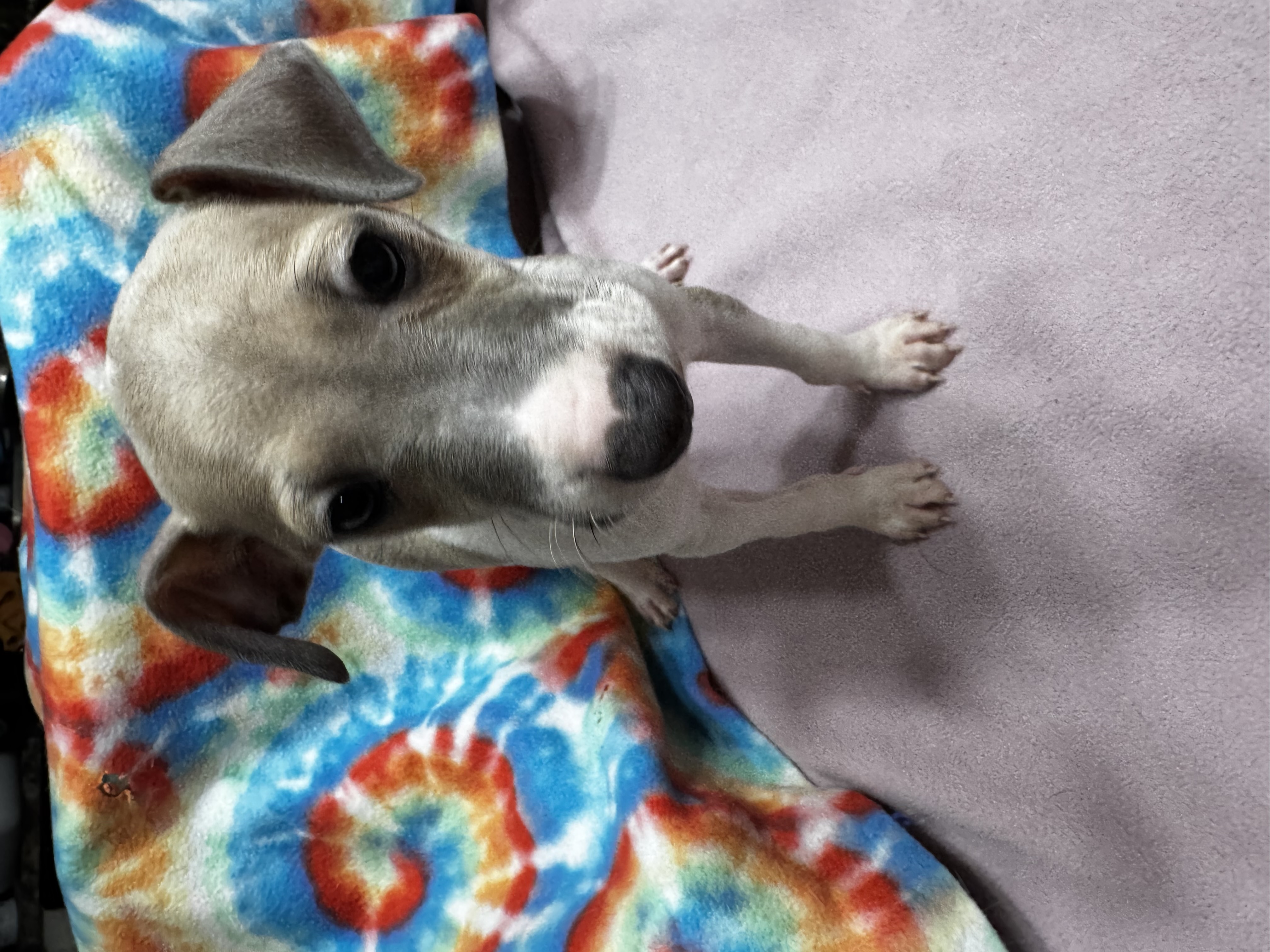 Italian Greyhound Puppies image 2