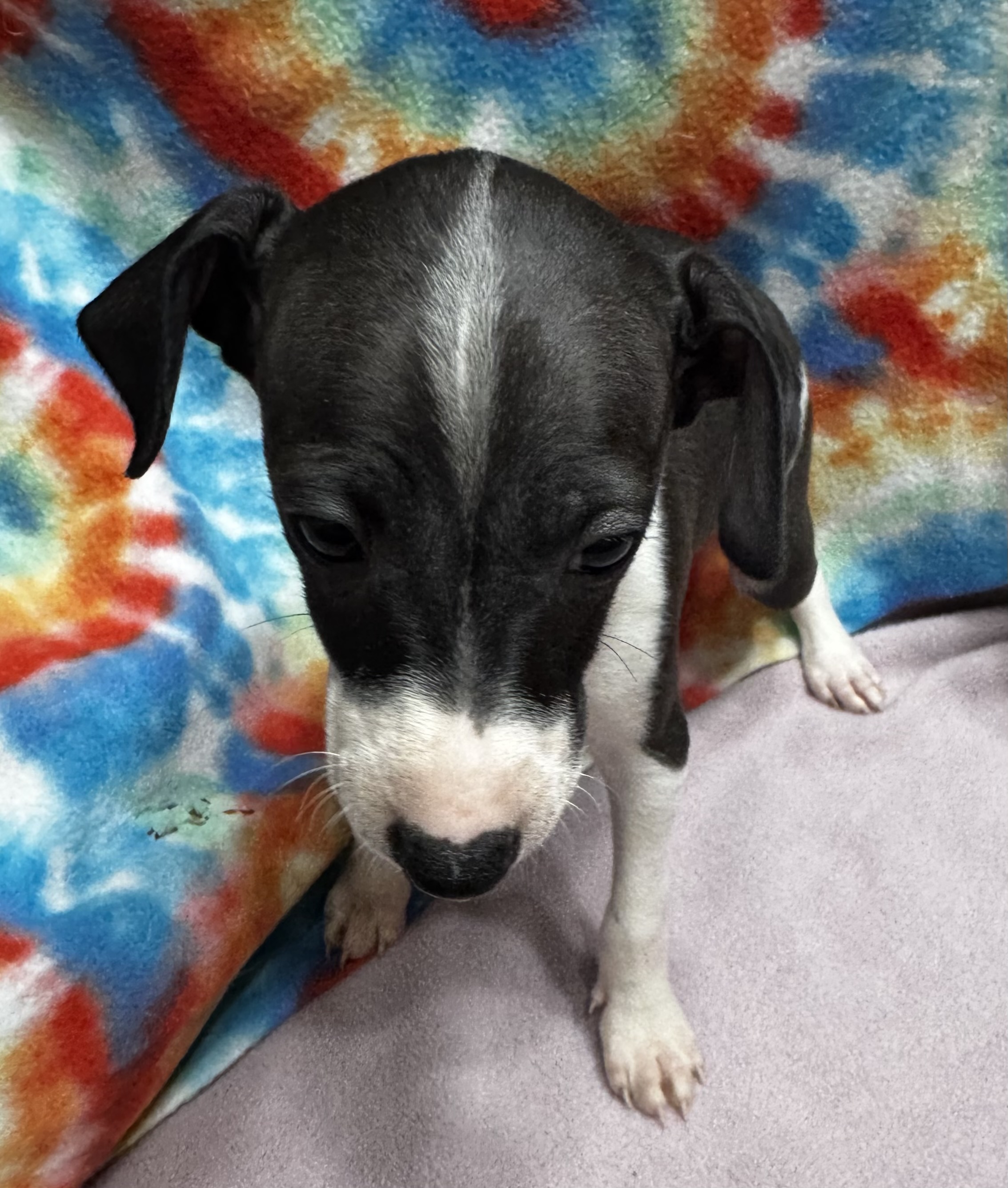 Italian Greyhound Puppies image 1