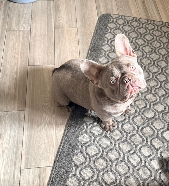 French Bulldog image 1