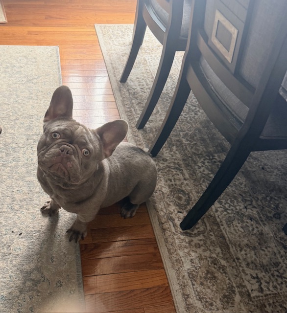French Bulldog image 2