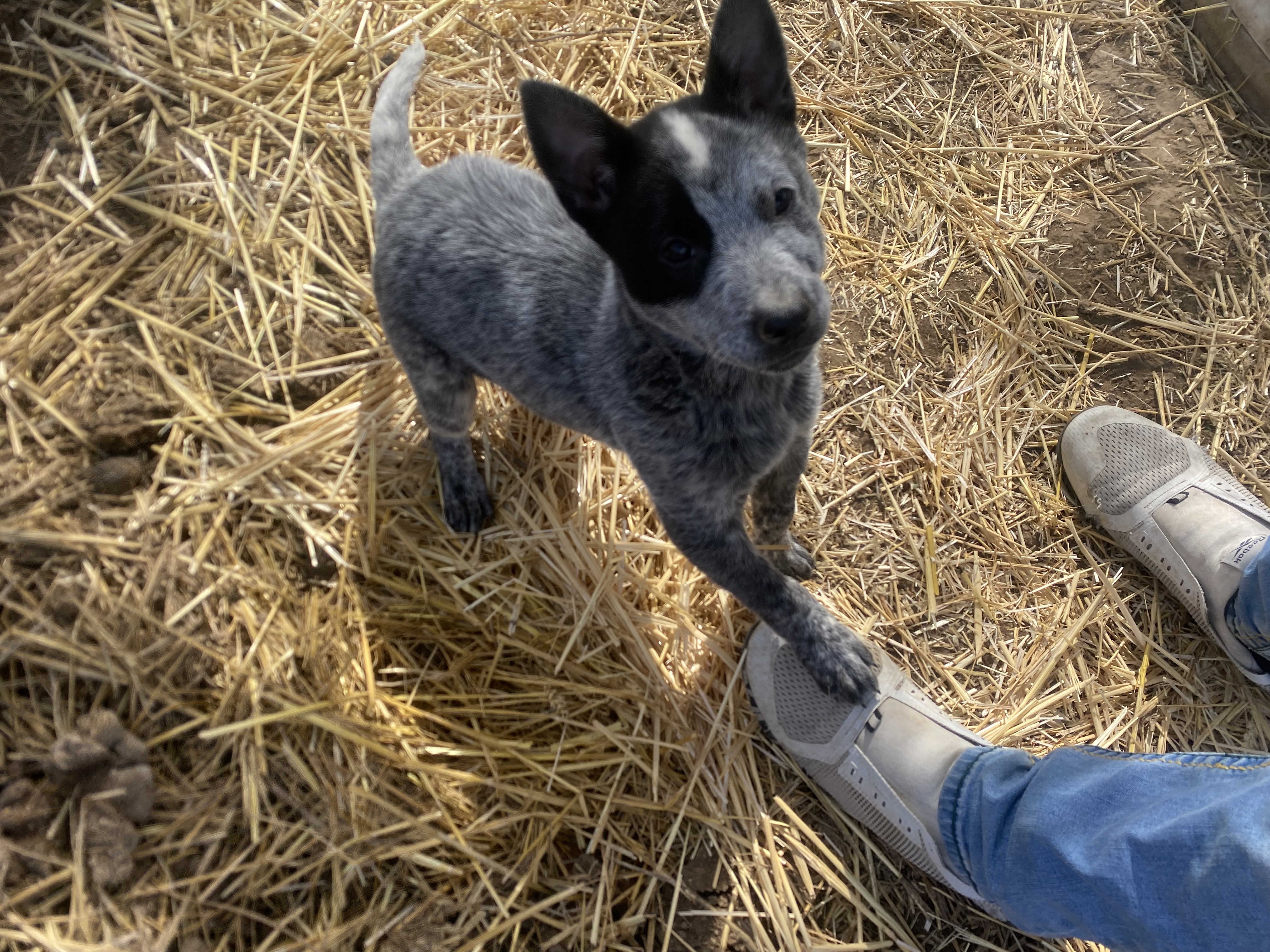 Australian cattle dog image 1