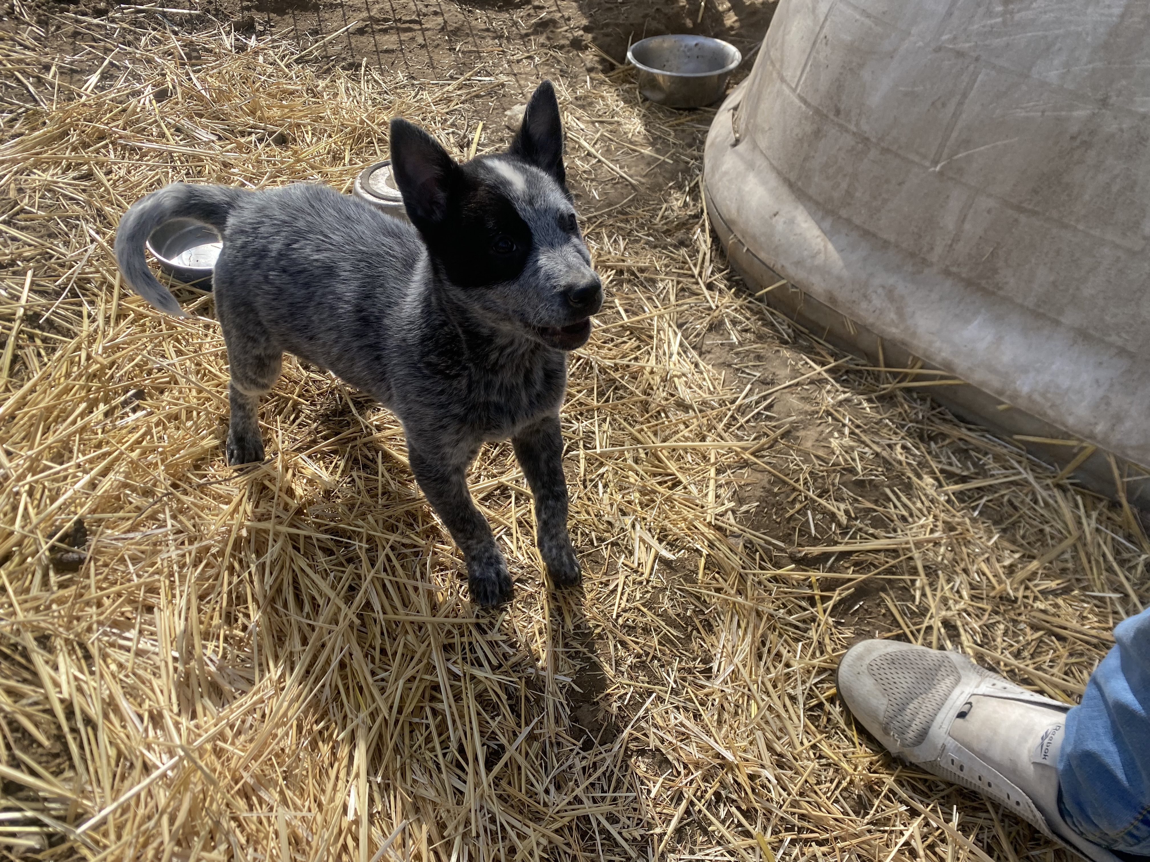 Australian cattle dog image 2