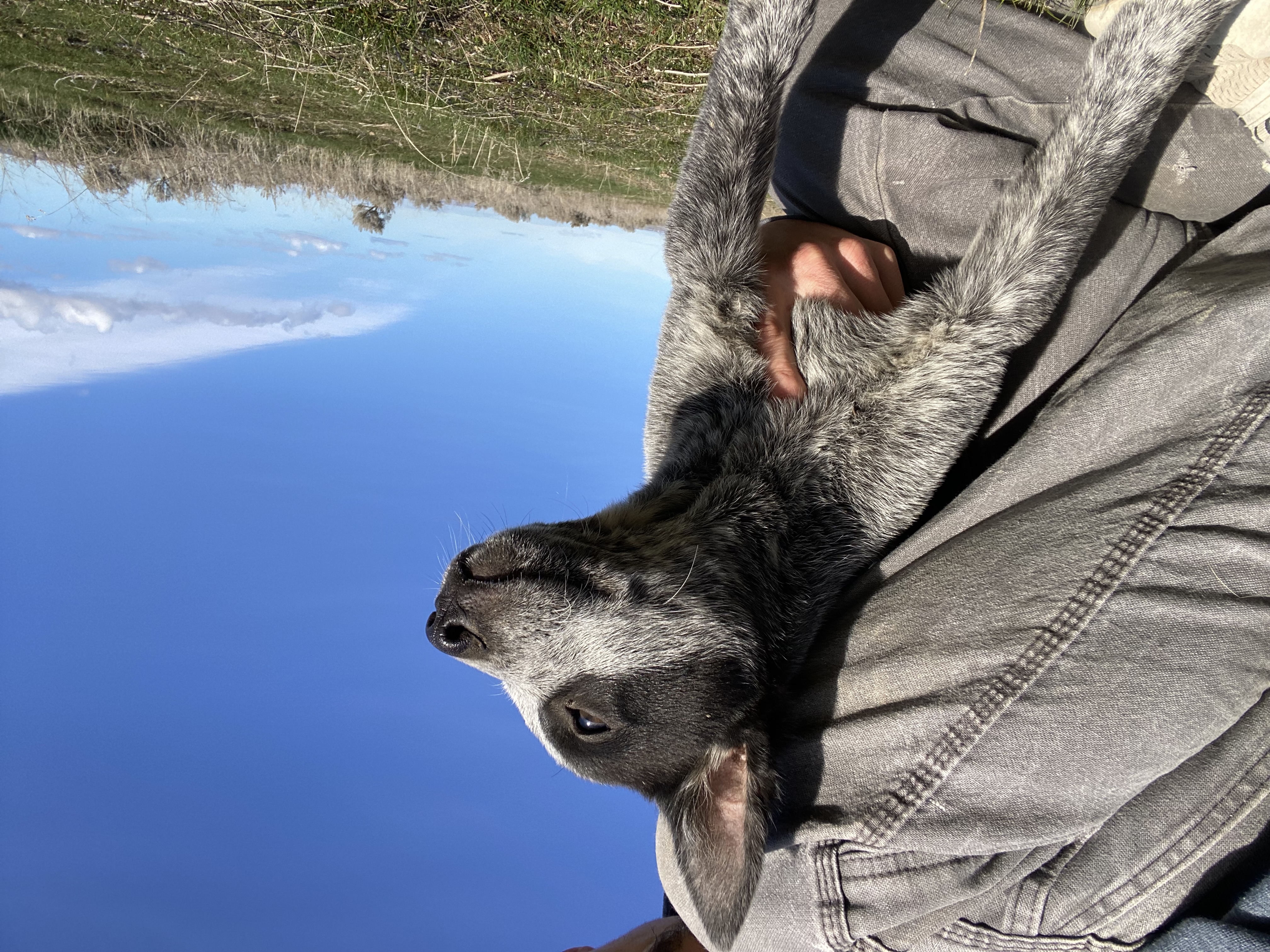 Australian cattle dog image 3
