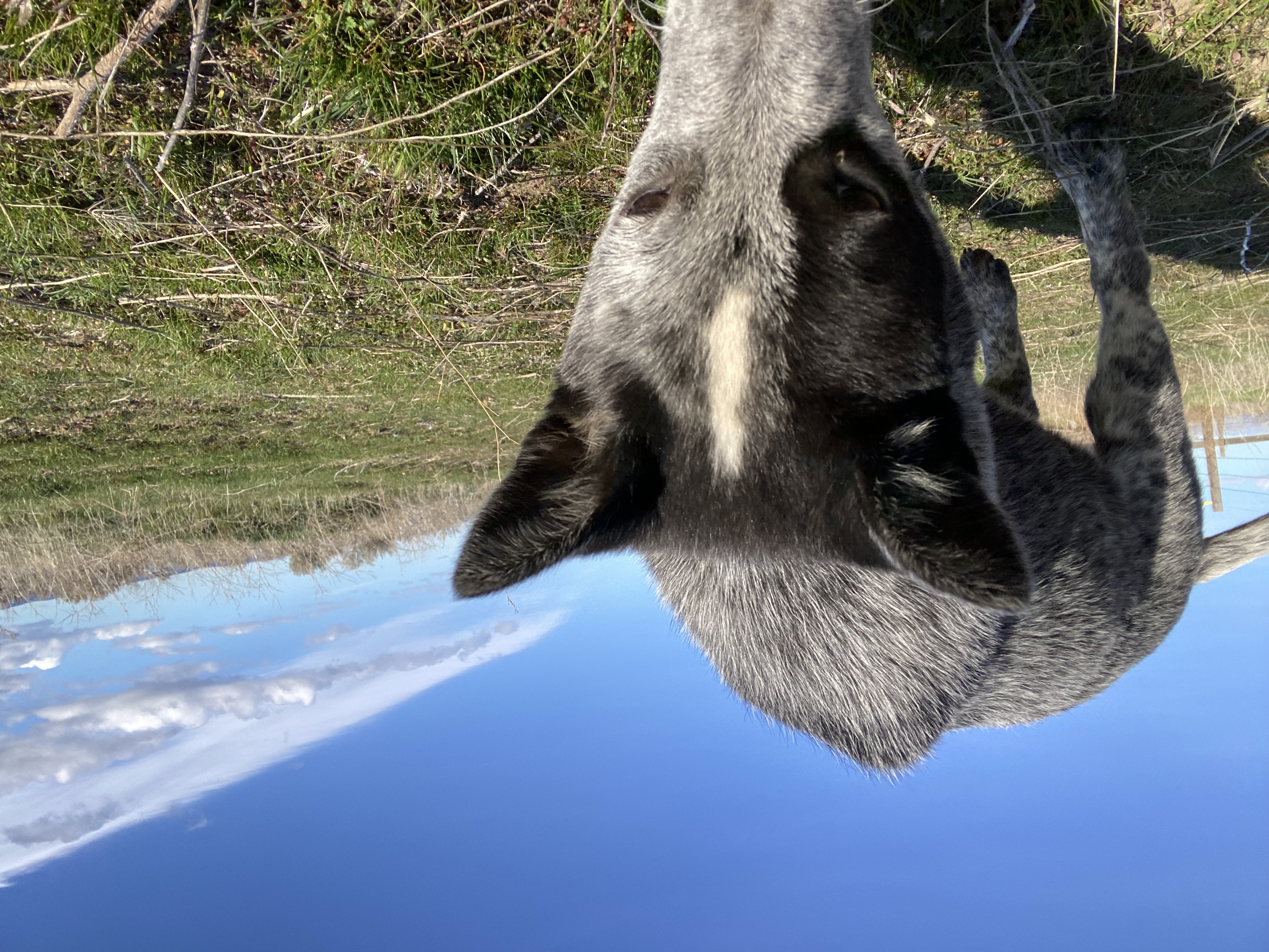 Australian cattle dog image 4
